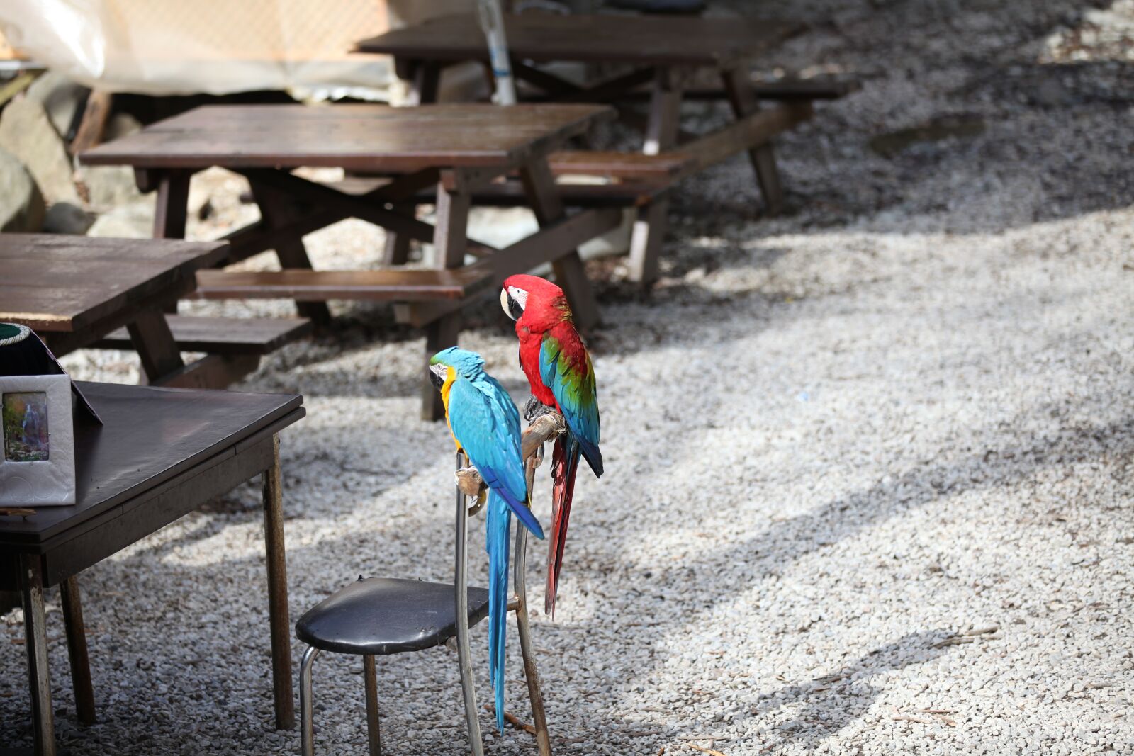 Canon EOS 5D Mark II sample photo. Parrot, red, blue photography