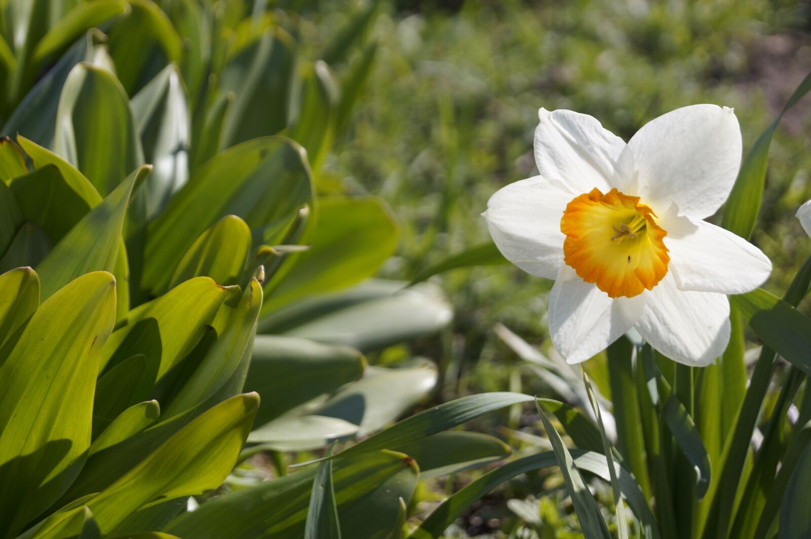 Sony SLT-A37 sample photo. Flowers, narcissus, awakening photography