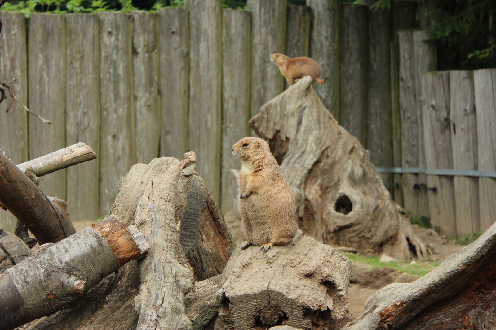 Canon EF-S 17-85mm F4-5.6 IS USM sample photo. Prairie dog, bird park photography