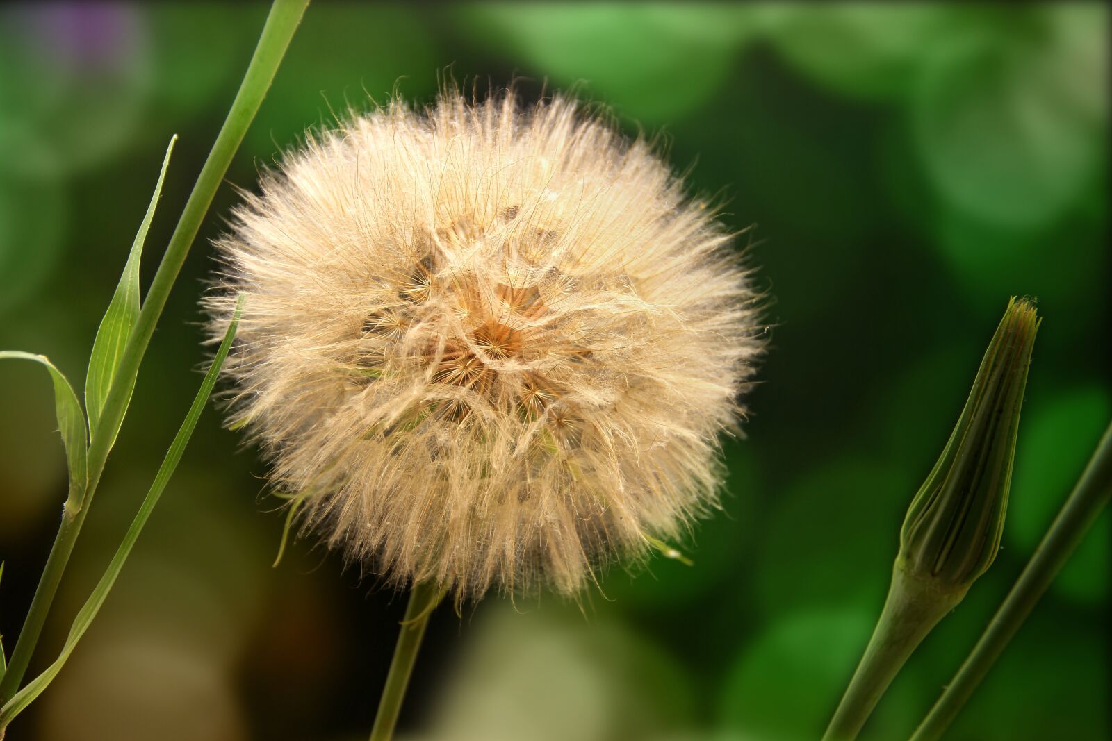 Canon EOS 600D (Rebel EOS T3i / EOS Kiss X5) sample photo. A goatee, dandelion, macro photography