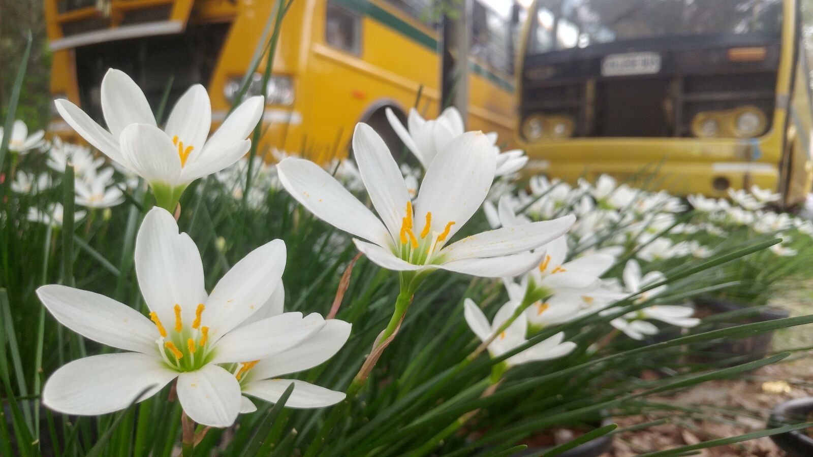LG G5 sample photo. Plant, garden, flower photography