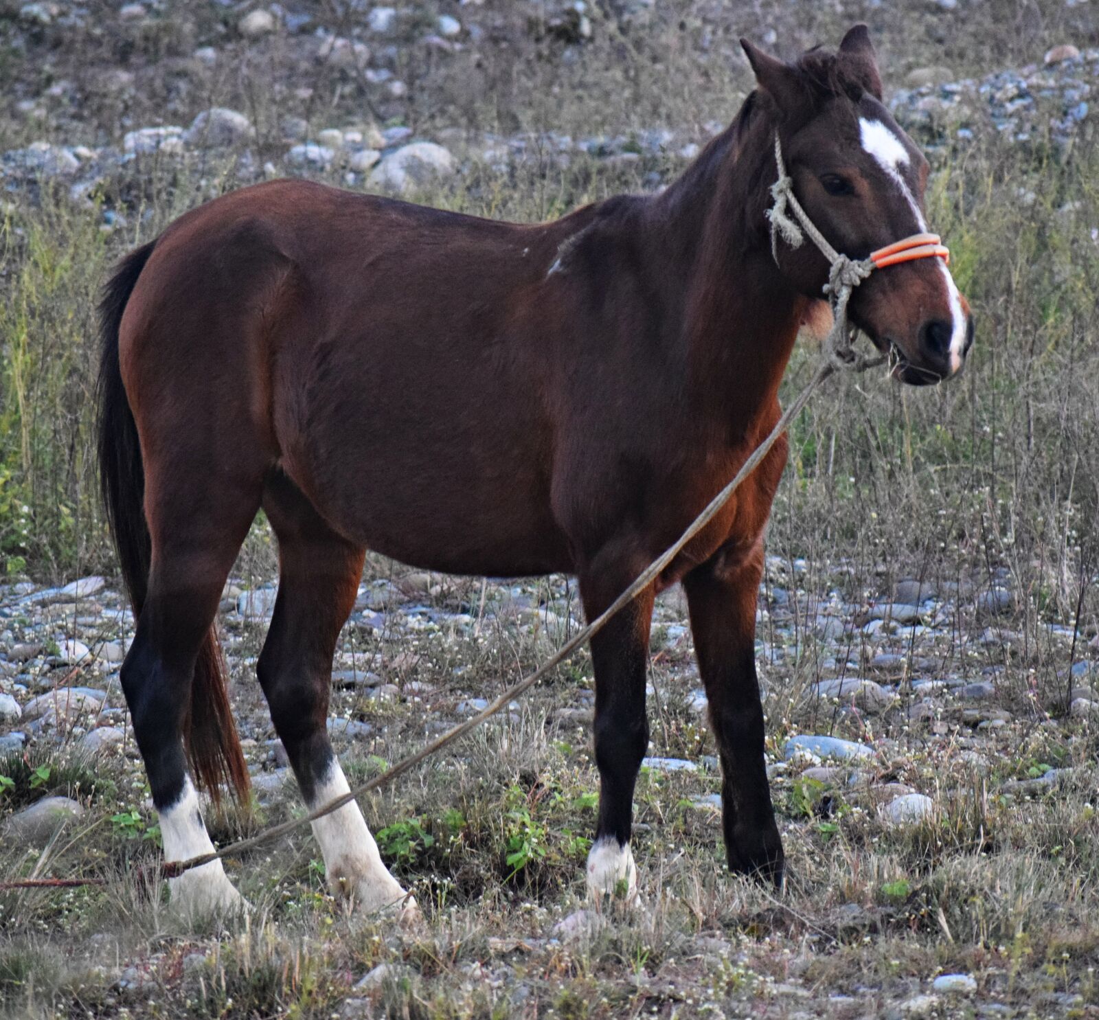 Nikon D3300 sample photo. Horse, animal, nature photography
