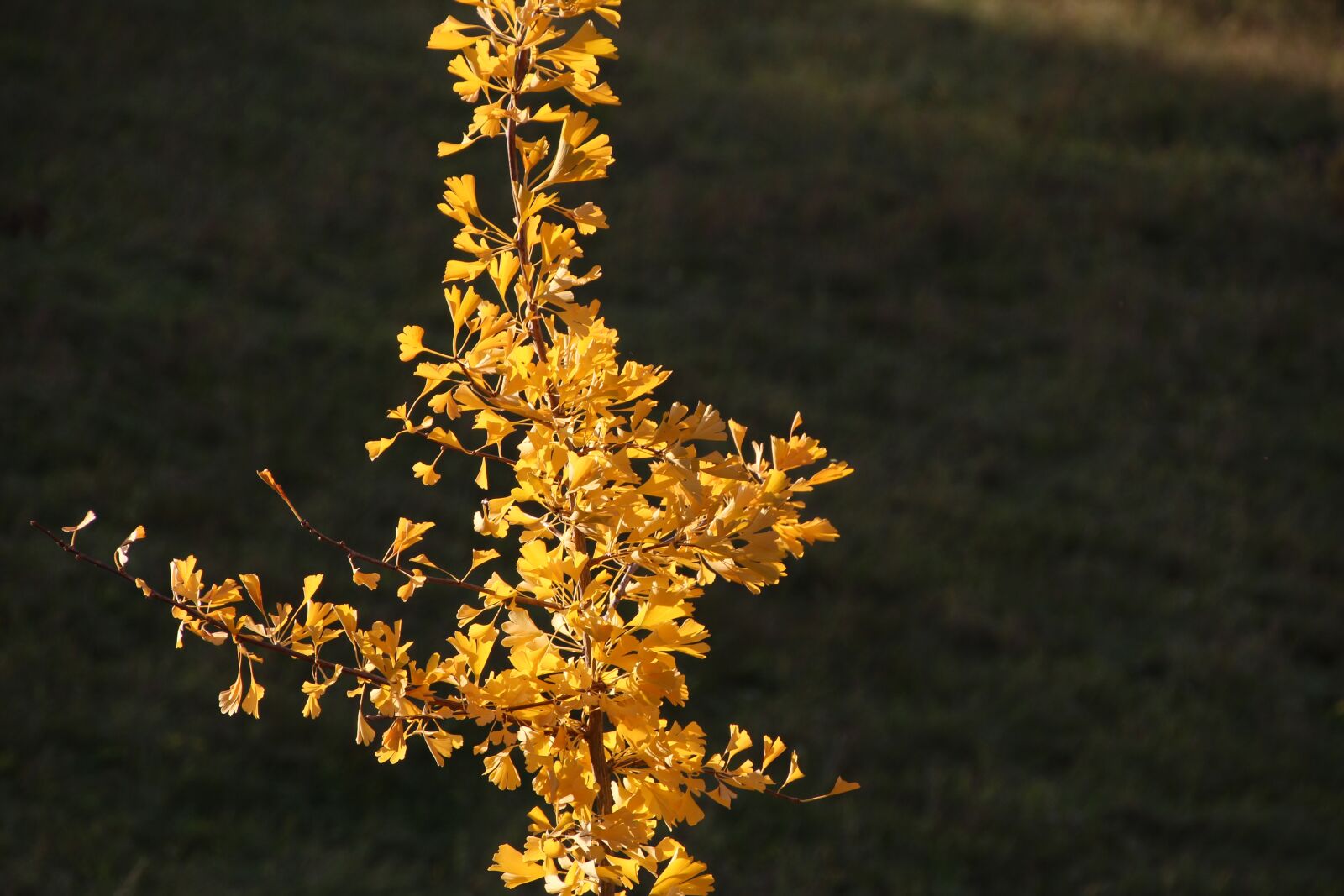 Canon EOS 600D (Rebel EOS T3i / EOS Kiss X5) sample photo. Ginkgo, tree, leaf photography