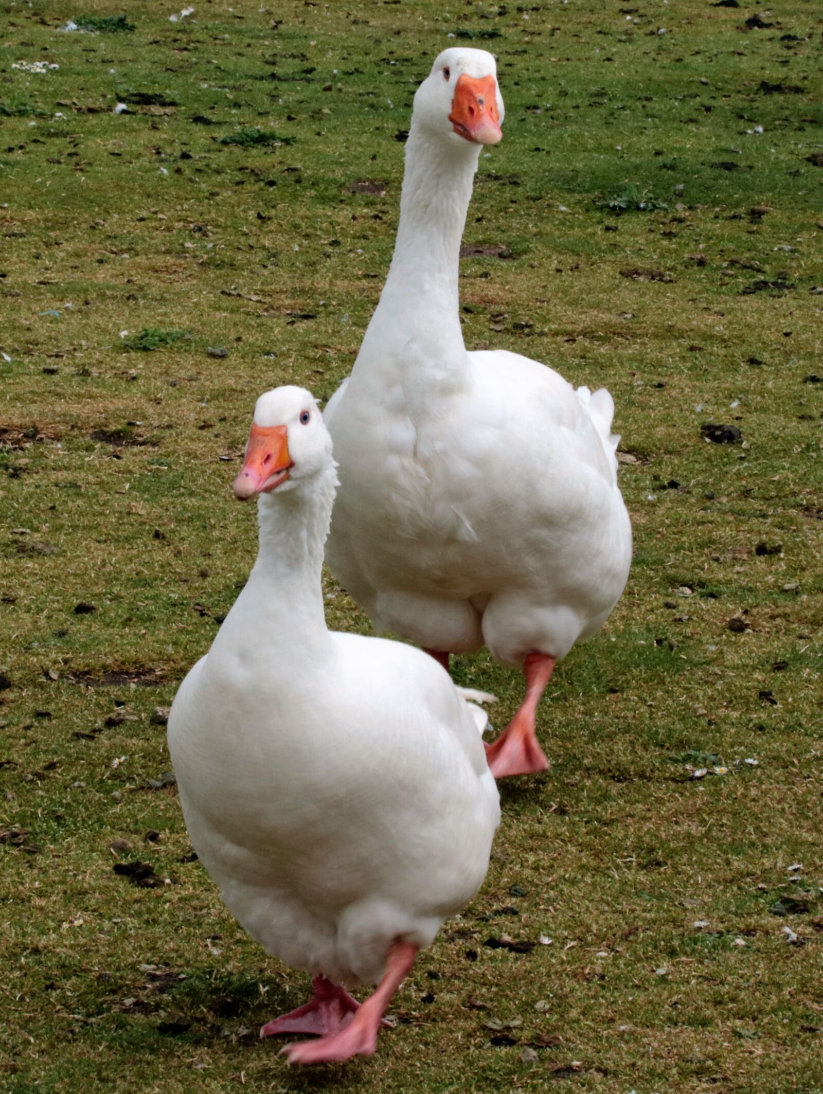 Canon EOS 760D (EOS Rebel T6s / EOS 8000D) sample photo. Ducks, water, nature photography
