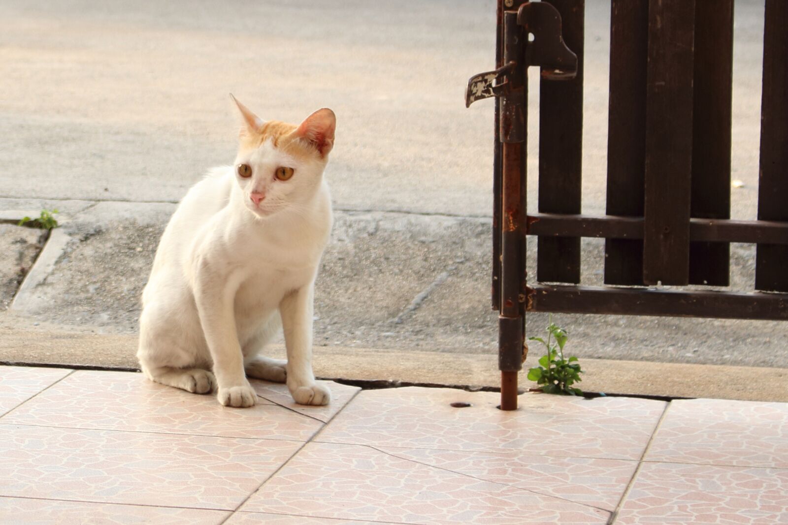 Canon EOS 700D (EOS Rebel T5i / EOS Kiss X7i) sample photo. Cat, animal, day light photography