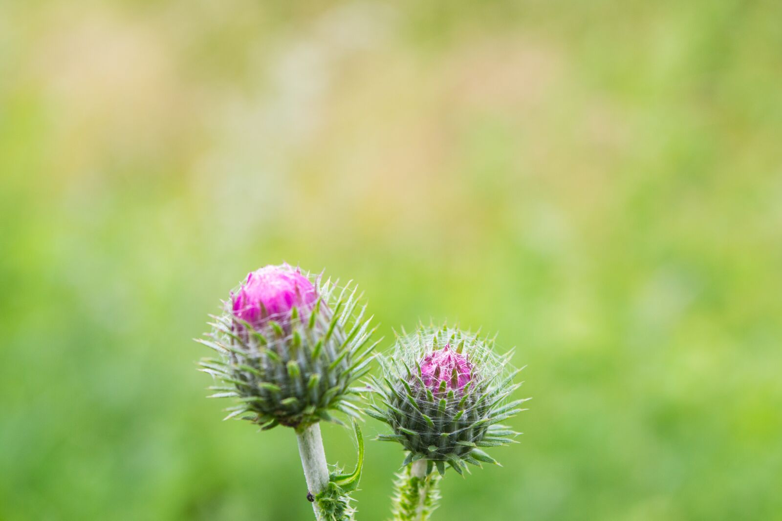 Nikon D3100 sample photo. Flower, plant, nature photography
