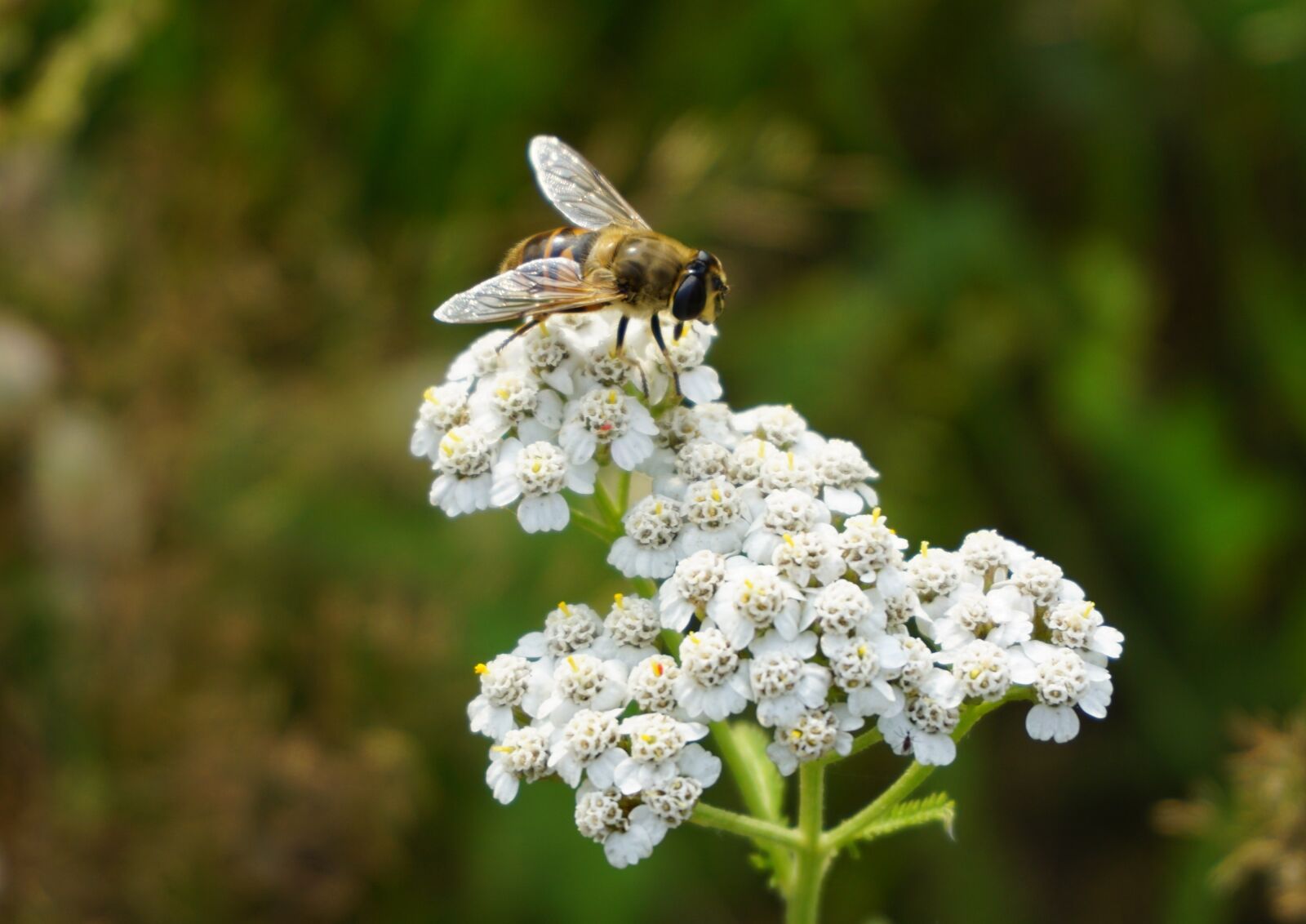 Sony a6000 sample photo. Bee, pollen, sprinkle photography