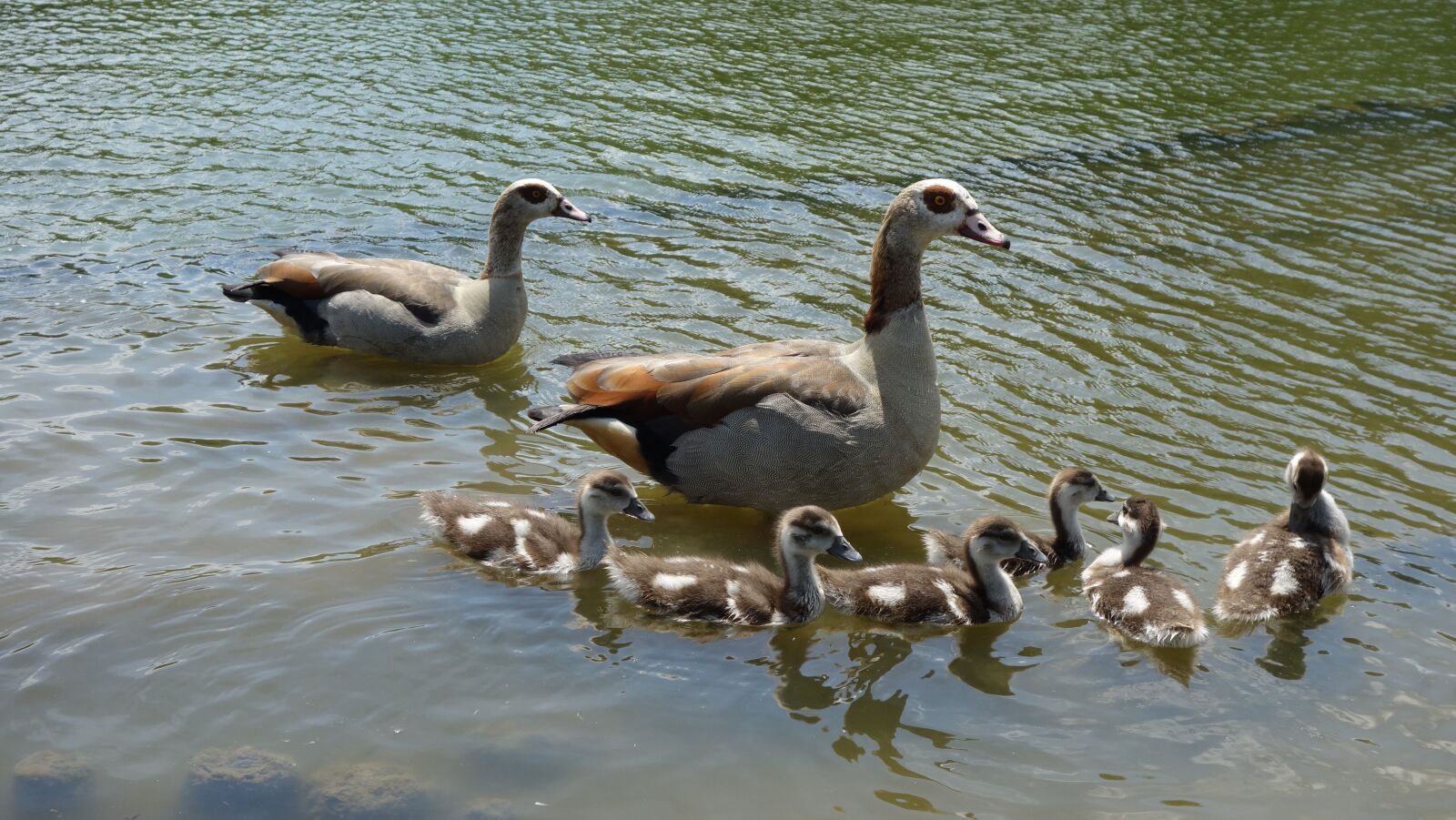 Sony Cyber-shot DSC-RX100 sample photo. Egyptian geese, nilg nse photography
