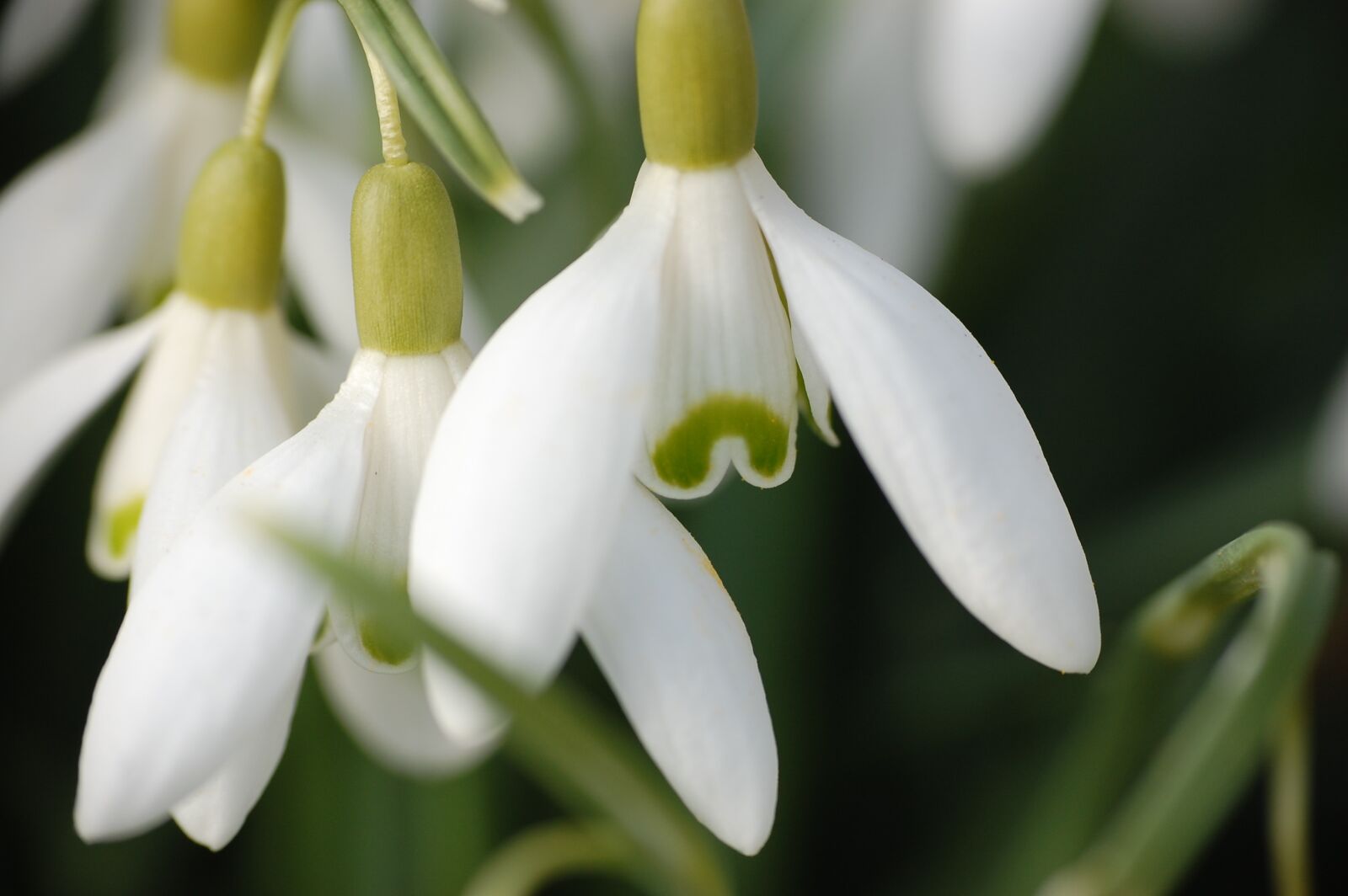 Nikon D40 sample photo. Snowdrop, early bloomer, spring photography