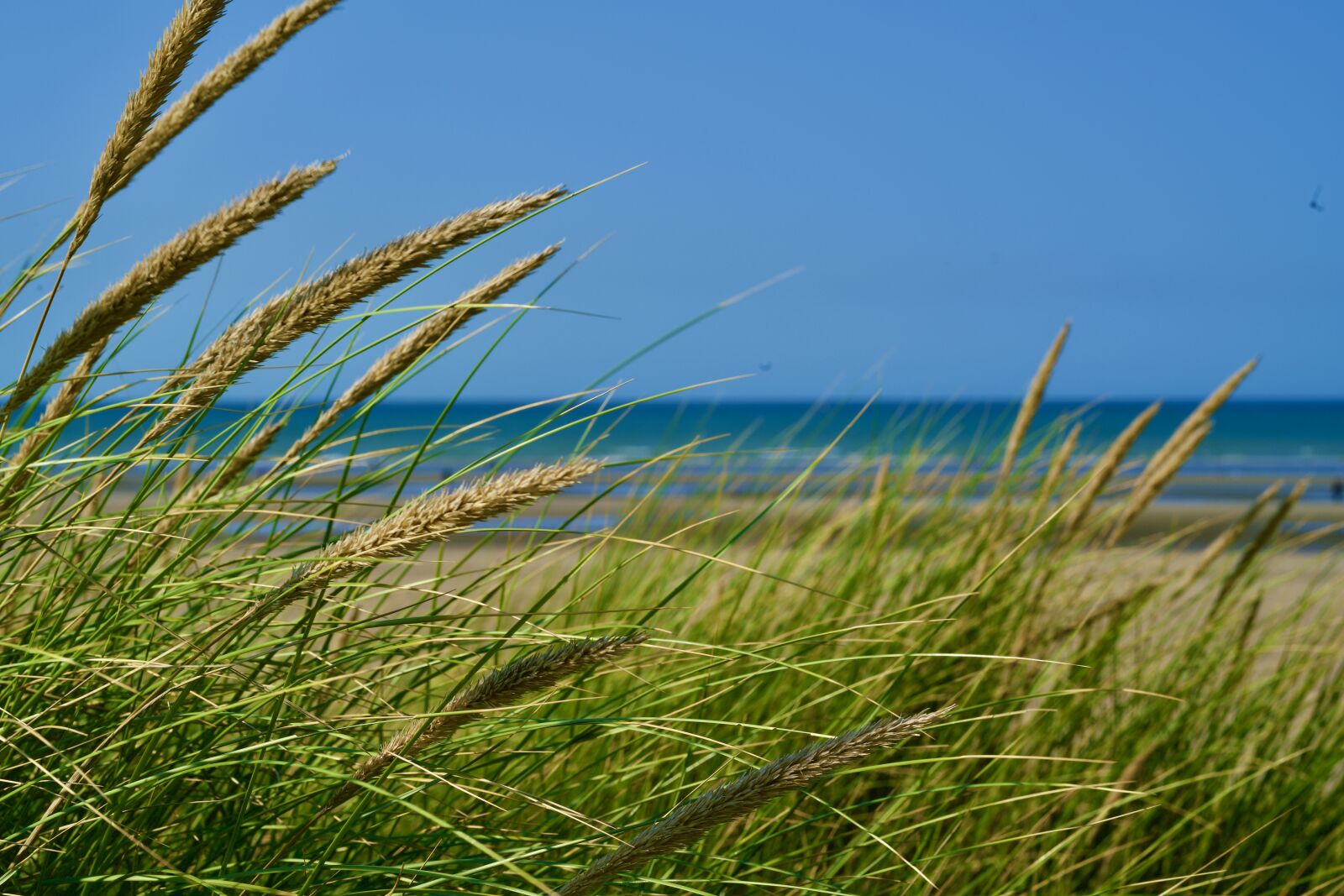 Sony FE 85mm F1.4 GM sample photo. Sea, dunes, vegetation photography