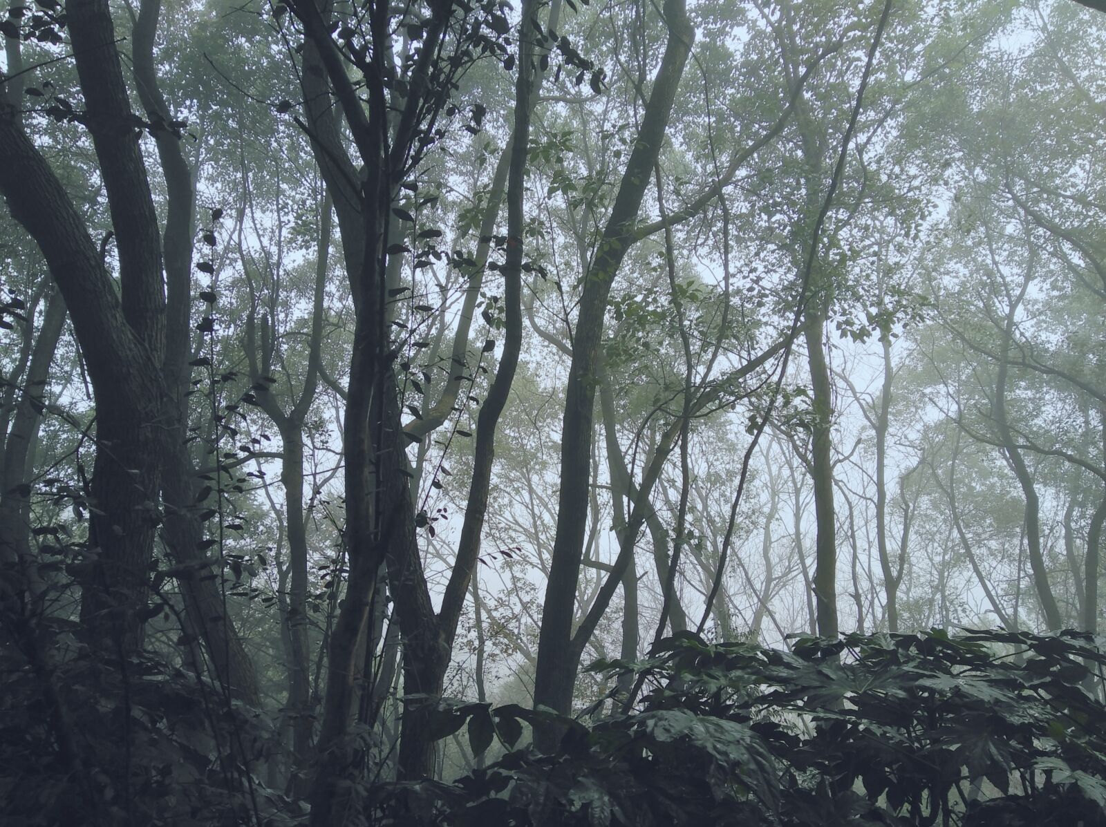 HUAWEI nova sample photo. Fog, tree, mountain photography