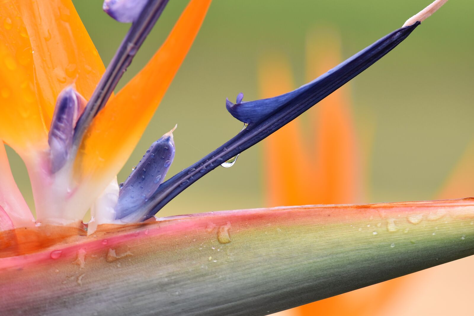 Nikon D5500 sample photo. Strelizie, flower, blossom photography