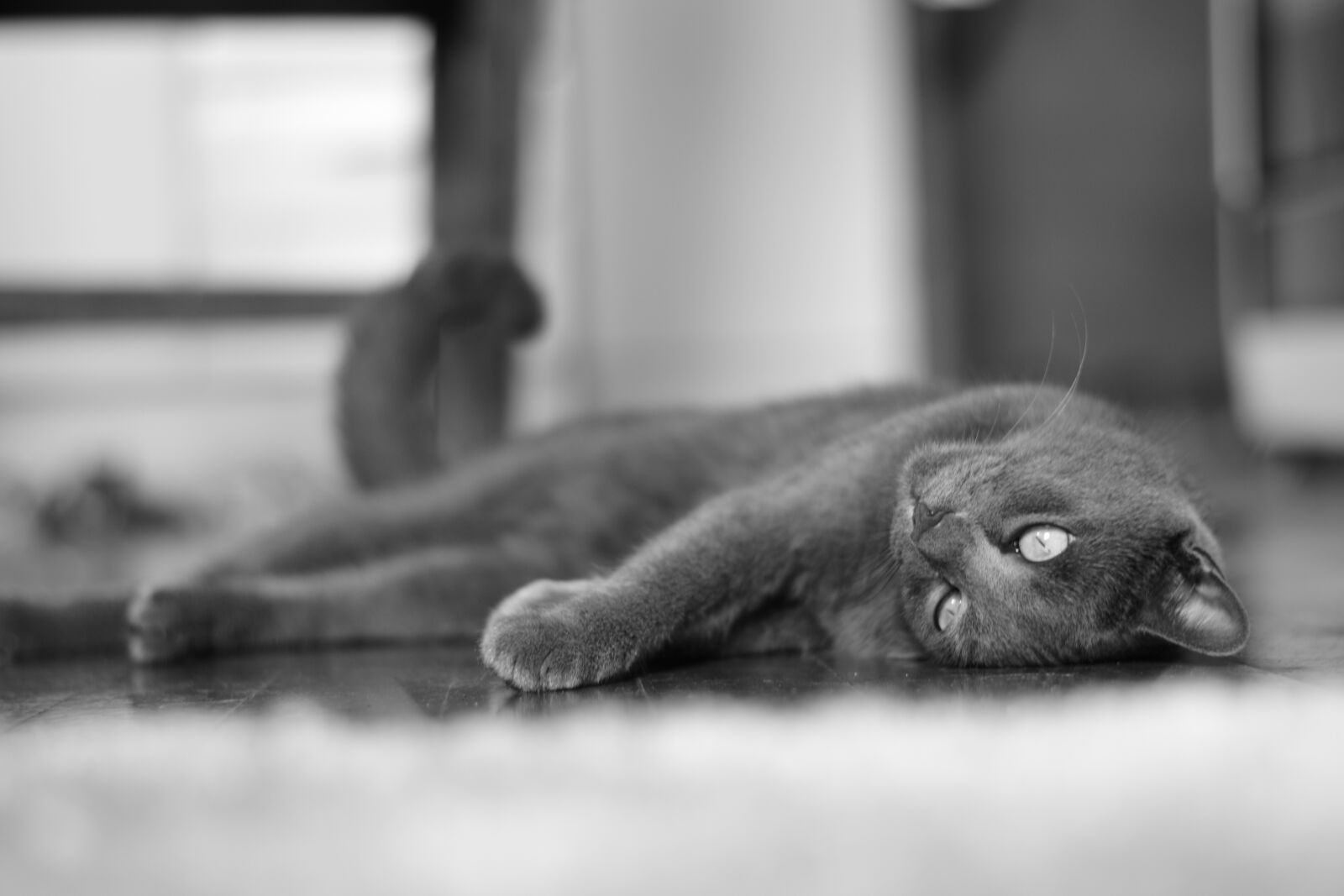 Nikon D5300 sample photo. Cat, kitten, animal photography