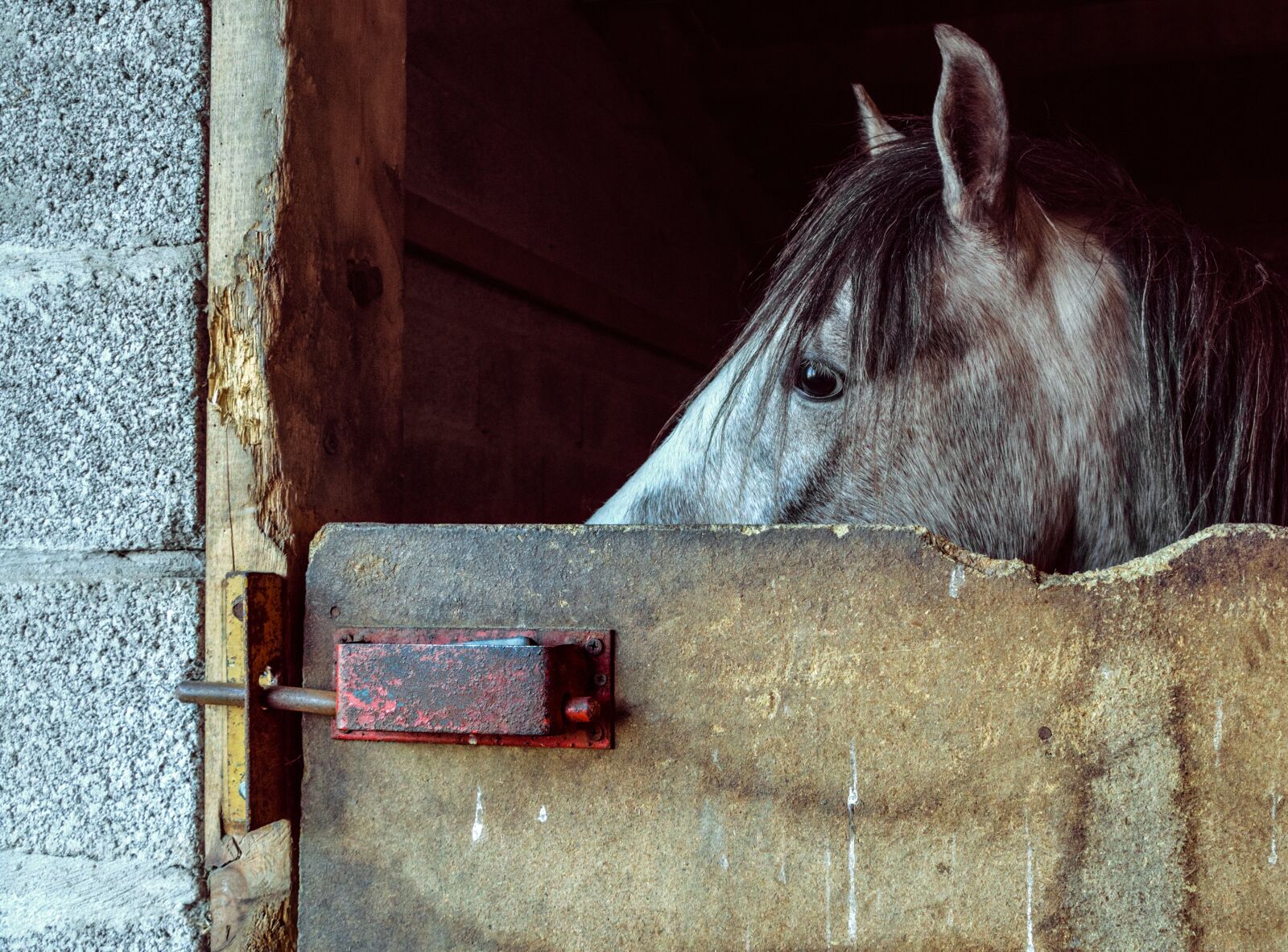Nikon D500 sample photo. Horse, foal, look photography