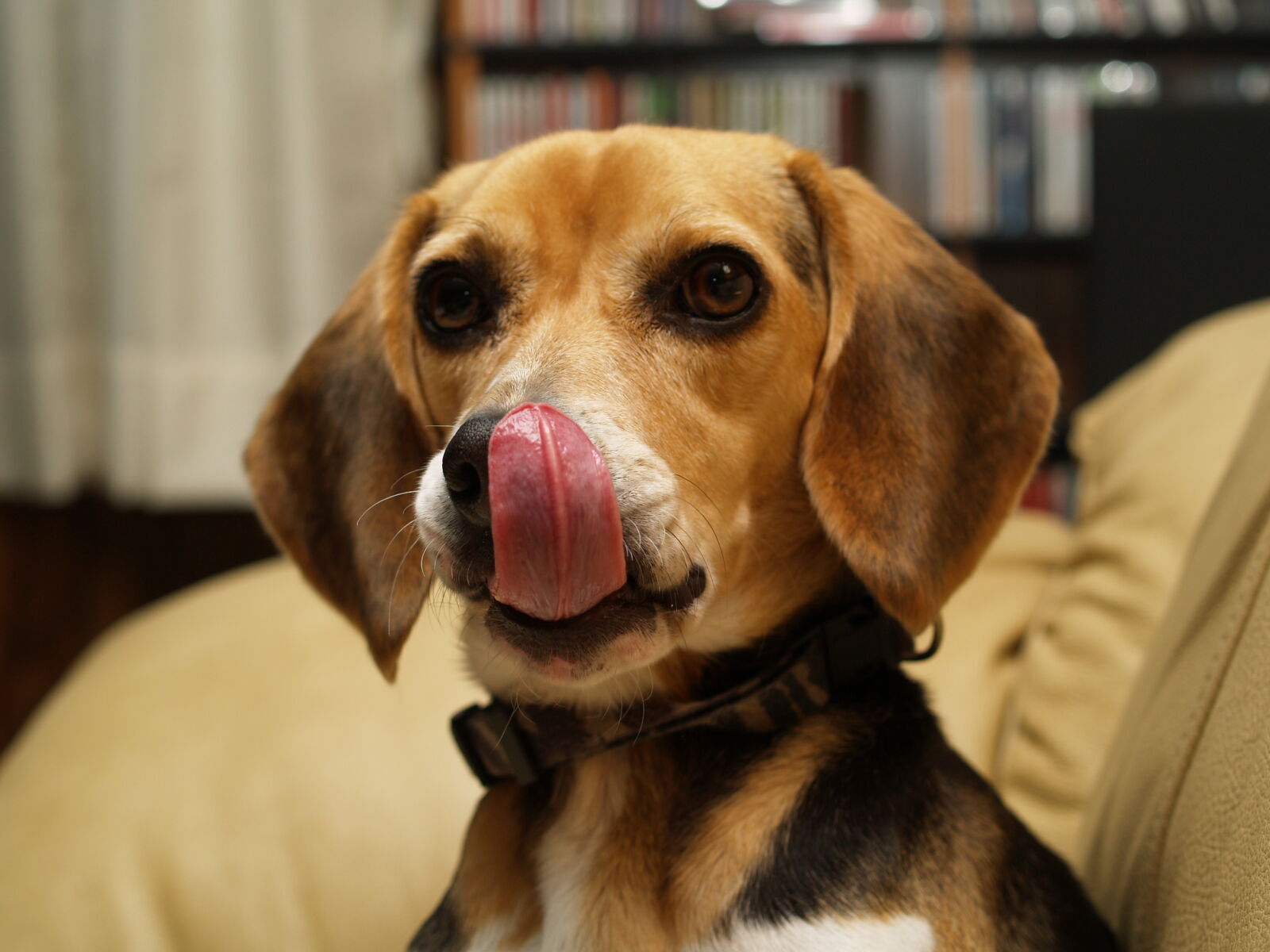 Olympus E-500 (EVOLT E-500) sample photo. Animal, beagle, dog, pets photography