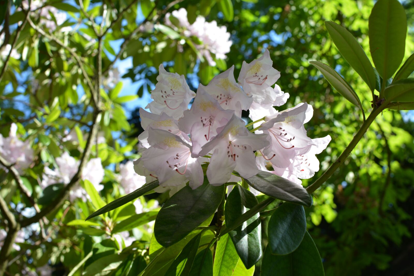 Nikon D5200 sample photo. Flowers, tree, bloom photography