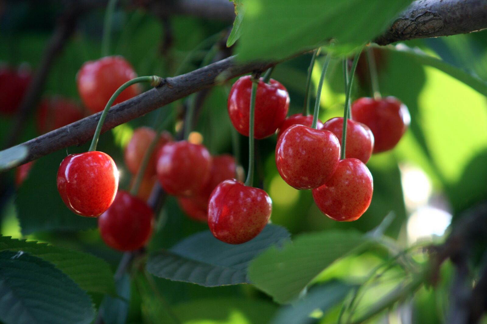 Canon EOS 400D (EOS Digital Rebel XTi / EOS Kiss Digital X) sample photo. Cherry, fruit, red photography