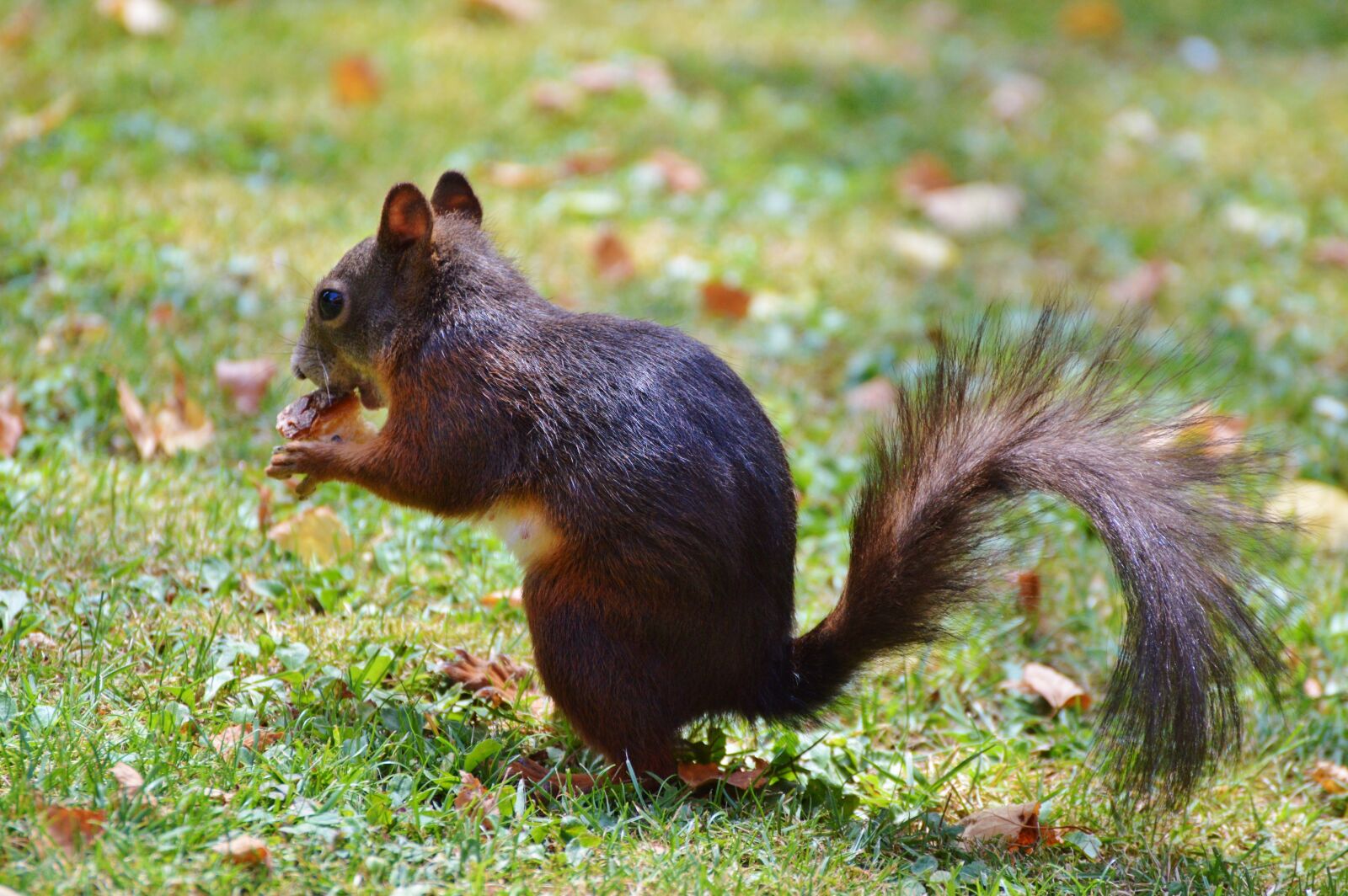Nikon D3200 sample photo. Squirrel, nager, rodent photography