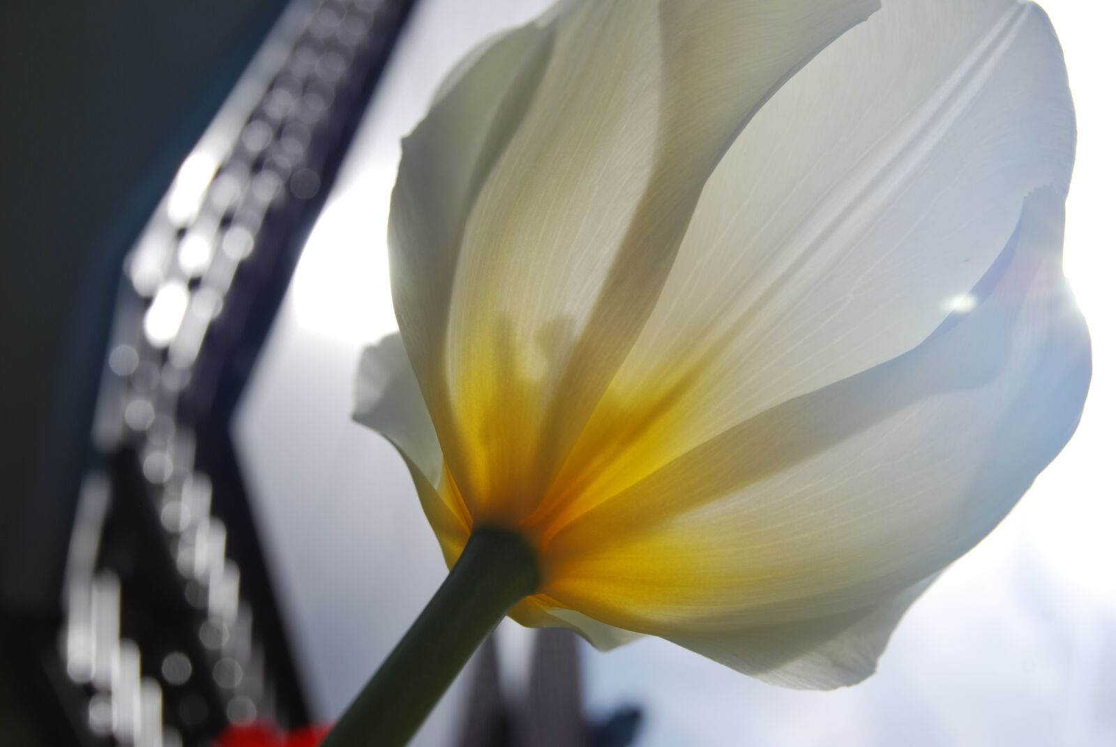 Nikon D60 sample photo. Nature, flower, tulip photography