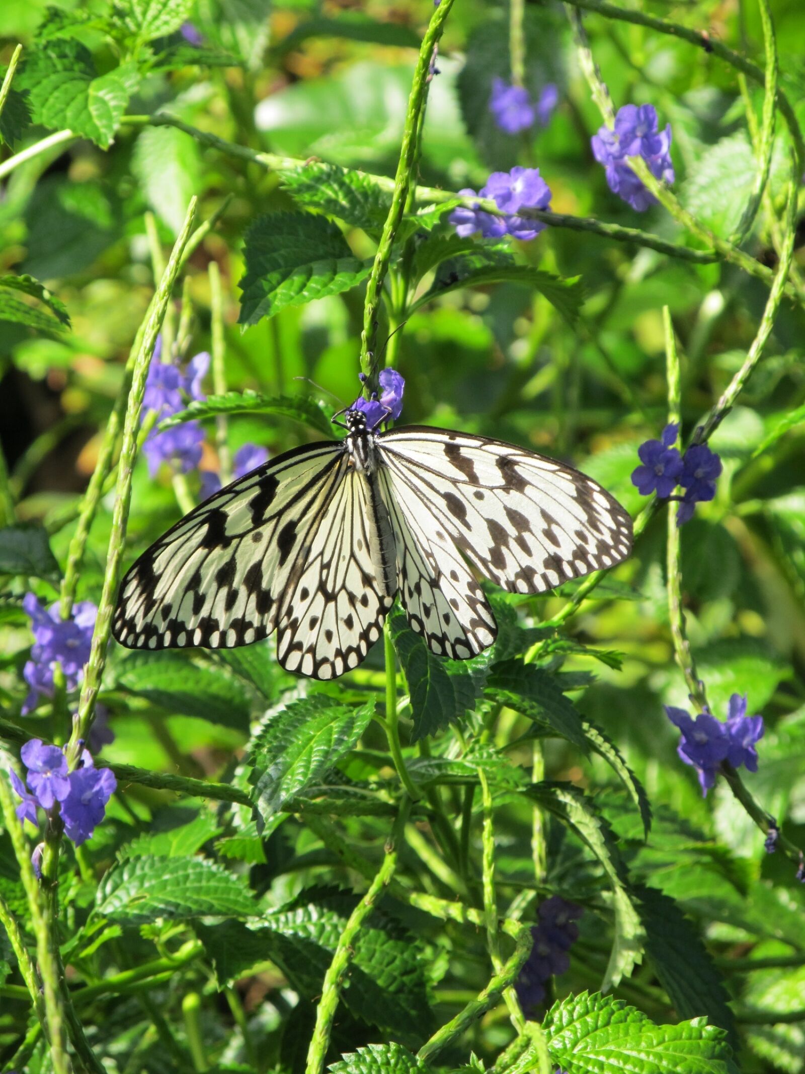 Canon PowerShot SX130 IS sample photo. Butterfly, paper kite, macro photography