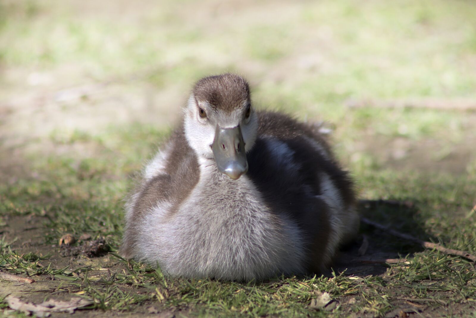 Canon EF75-300mm f/4-5.6 sample photo. Goslings, chicks, canada goose photography