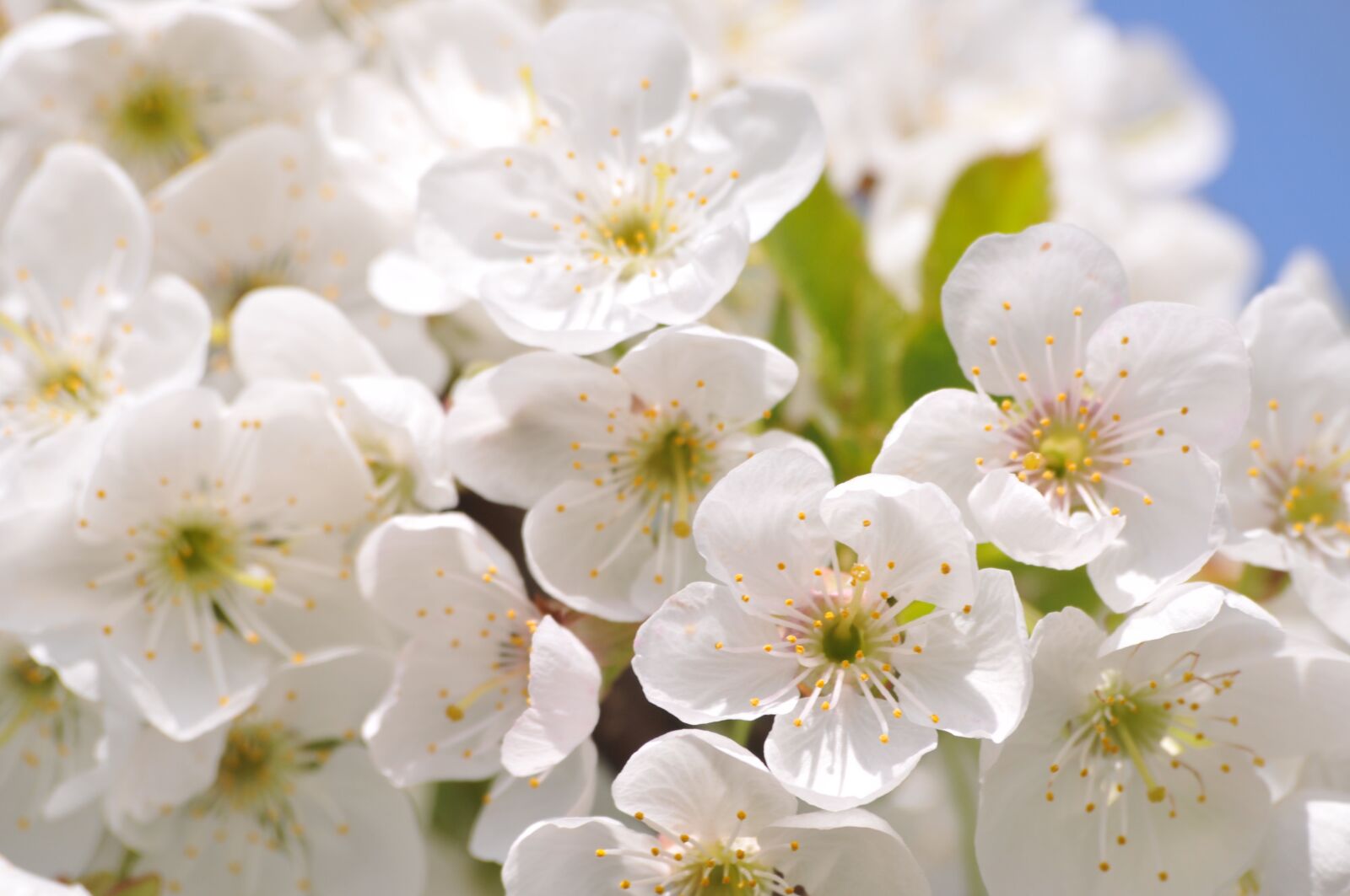 Nikon D300 sample photo. Cherry, april, easter photography
