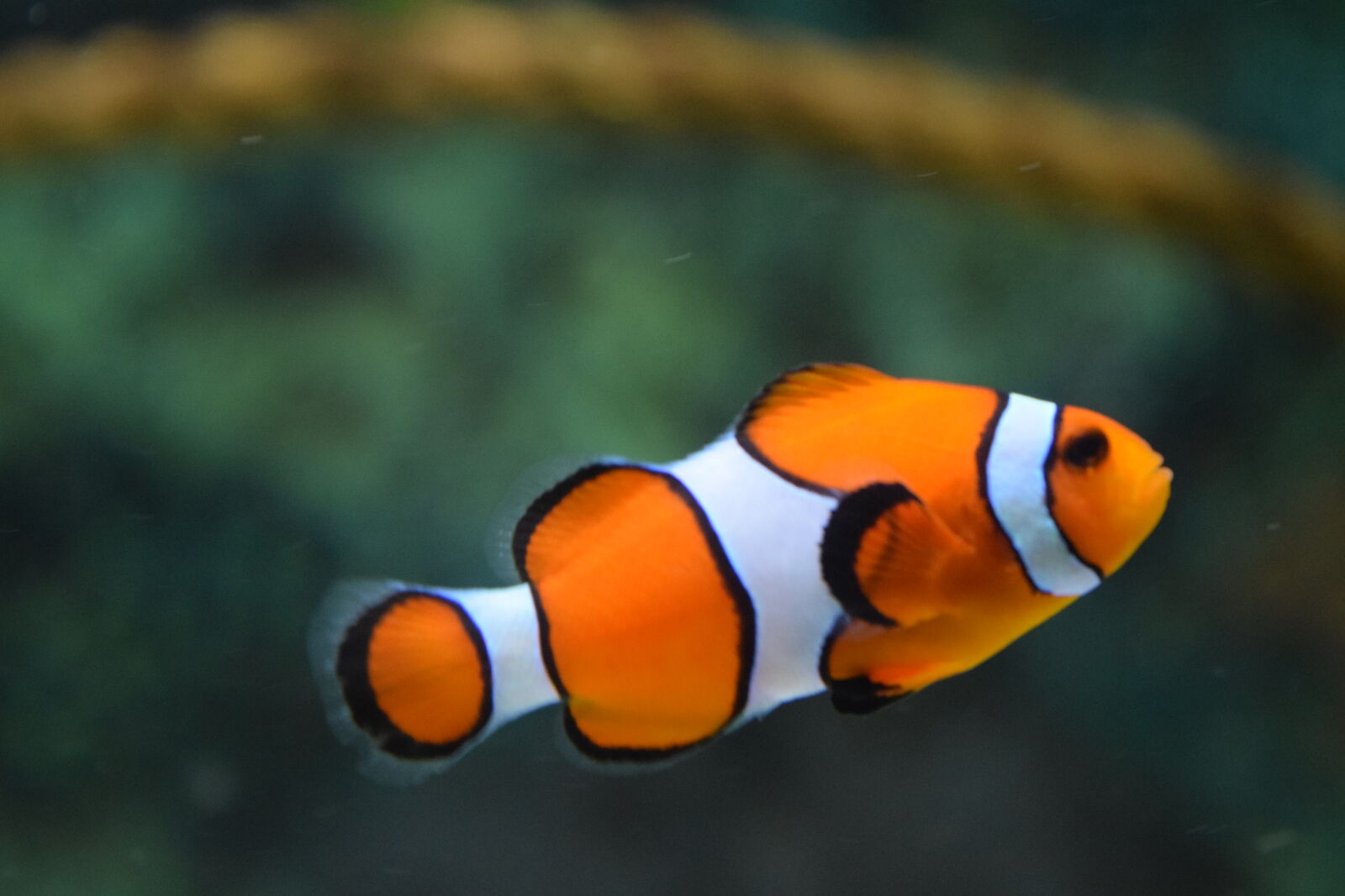 Nikon D3300 sample photo. Fish photography