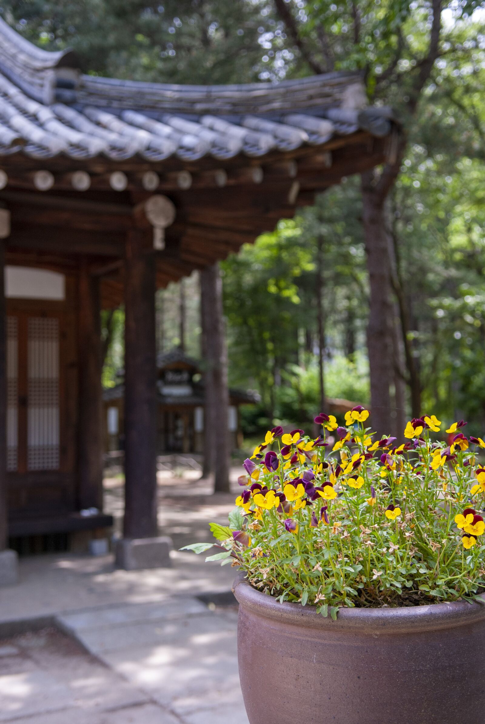 Nikon D200 sample photo. Nami island, nami, korea photography