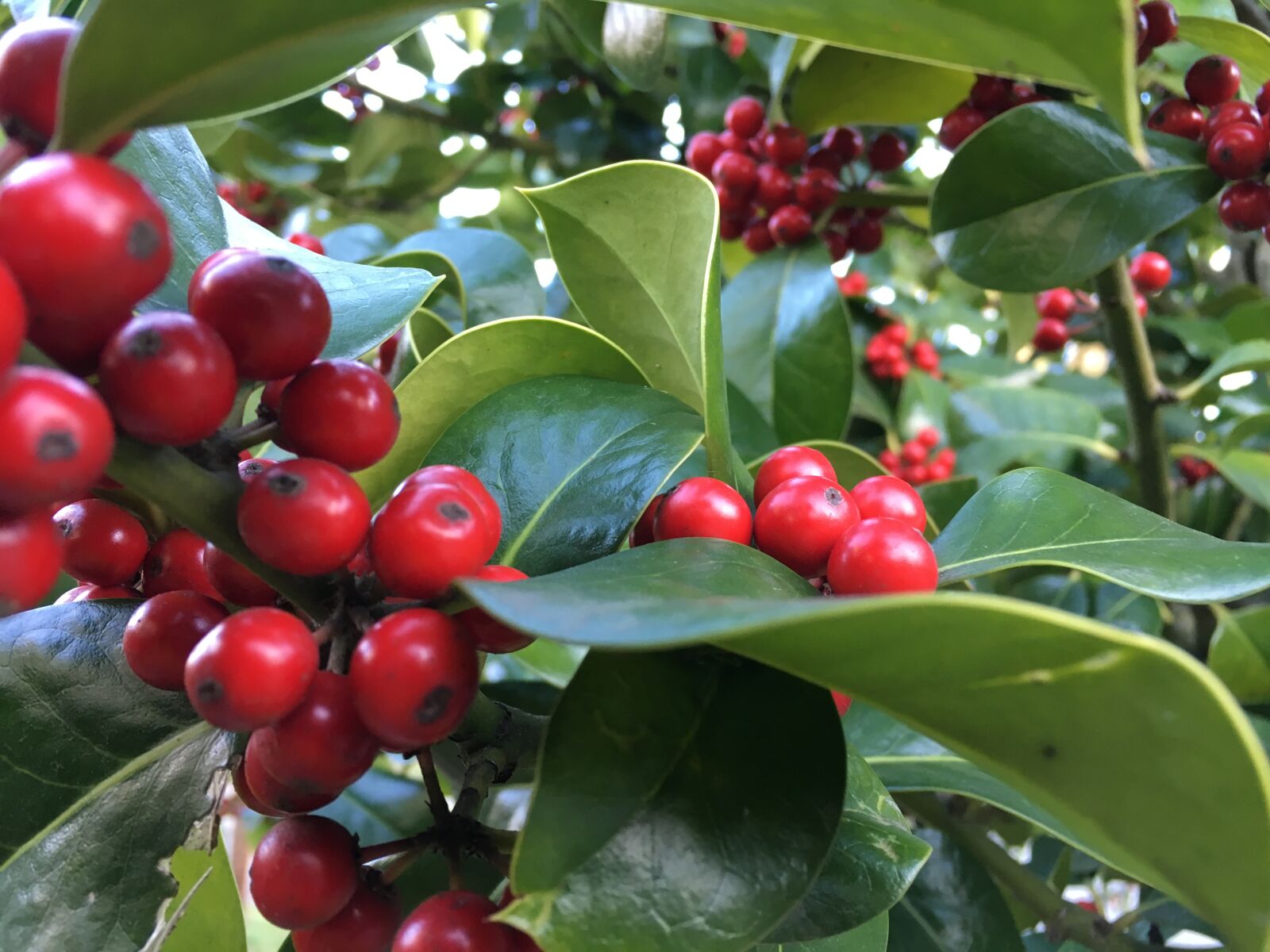 Apple iPhone 6s sample photo. Berries, leaves, bush photography