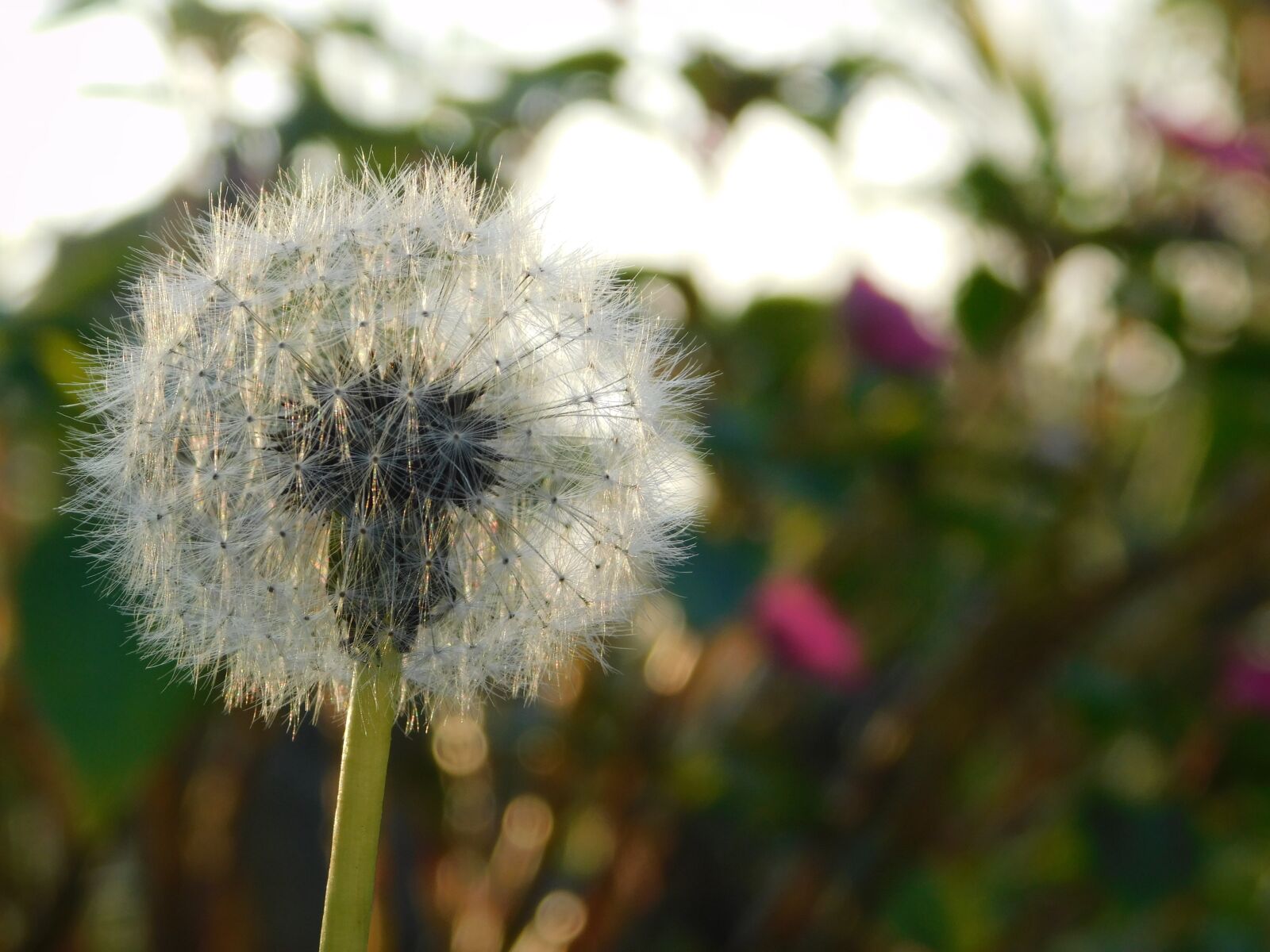 Nikon Coolpix B500 sample photo. Flower, plant, nature photography