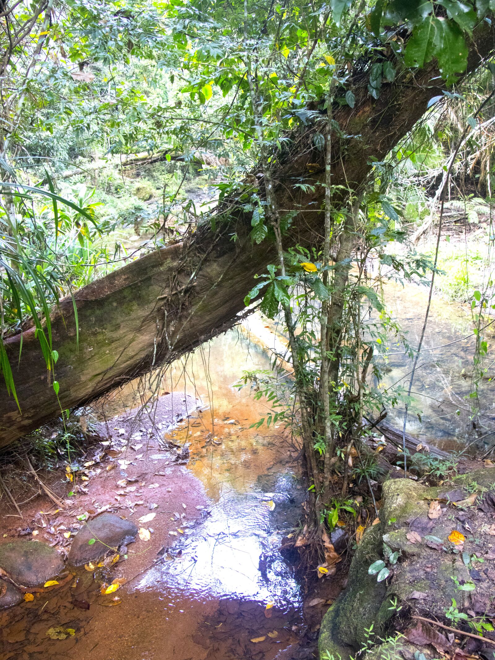 Canon EOS M6 sample photo. Tree, green, color photography