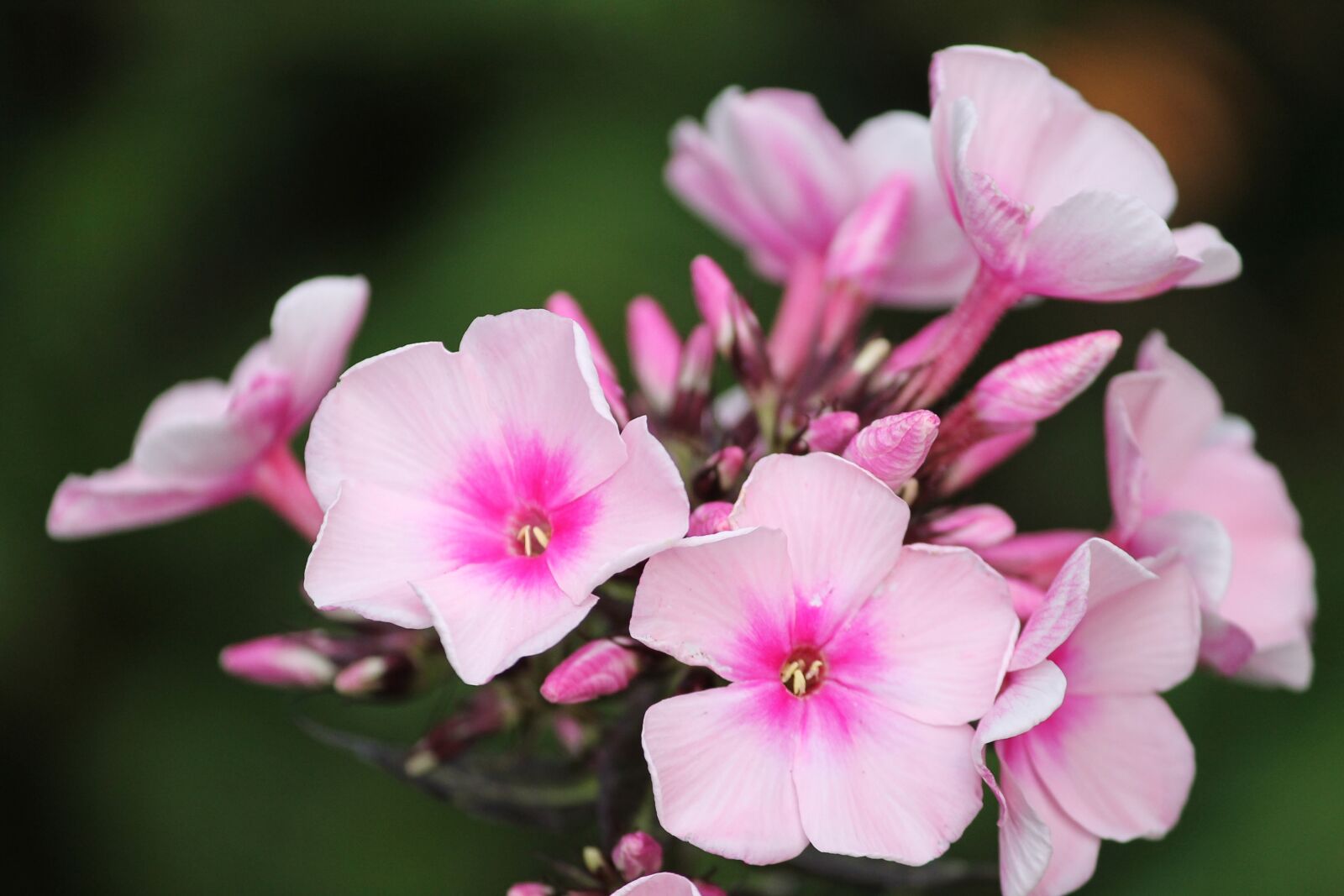 Canon EOS 1100D (EOS Rebel T3 / EOS Kiss X50) sample photo. Phlox, flame flower, flower photography