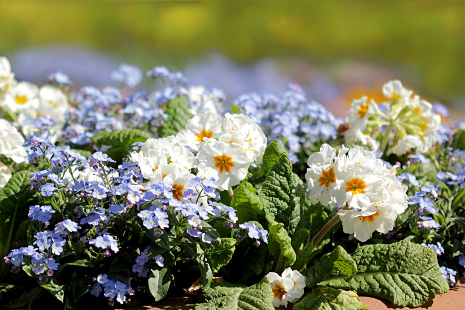 Canon EOS 550D (EOS Rebel T2i / EOS Kiss X4) sample photo. Primrose, forget, flower photography