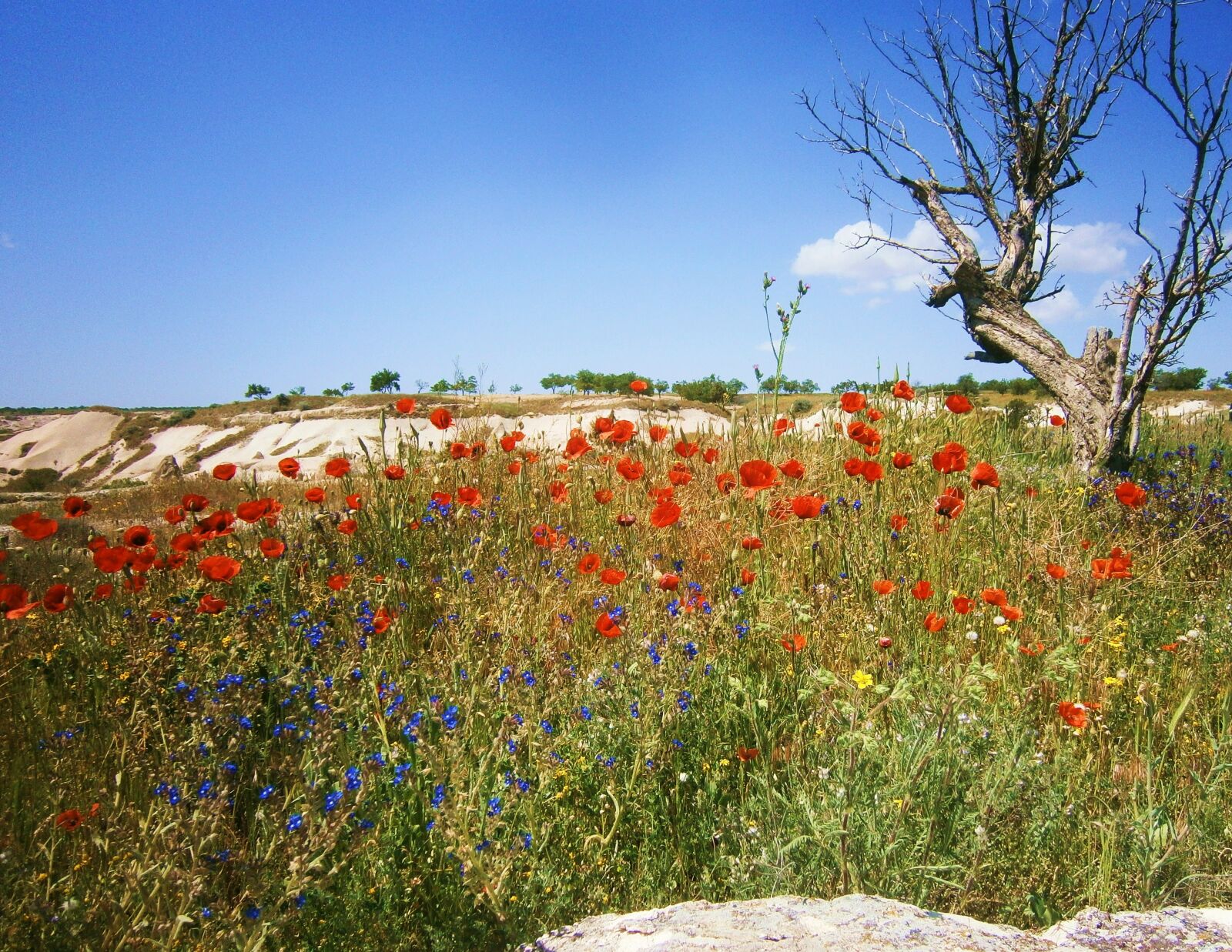 Olympus VG130,D710 sample photo. Poppy, sky, mood photography