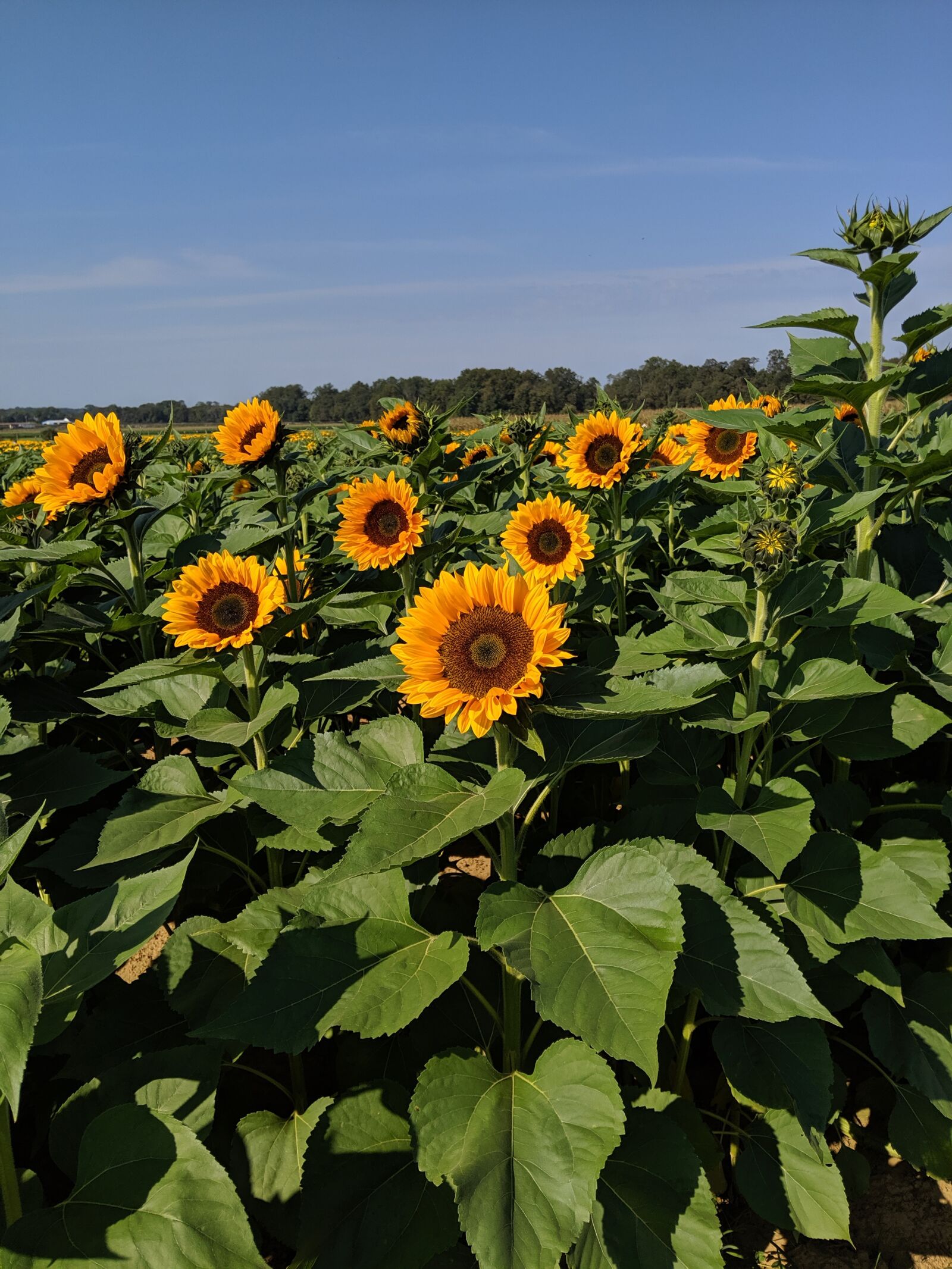Google Pixel 3 sample photo. Sunflowers, sunflower, flowers photography