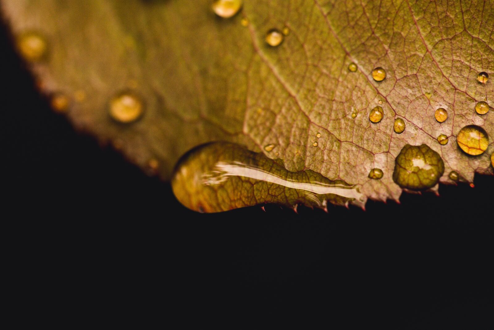 Canon EF 100mm F2.8L Macro IS USM sample photo. Dew, leaf, rain photography