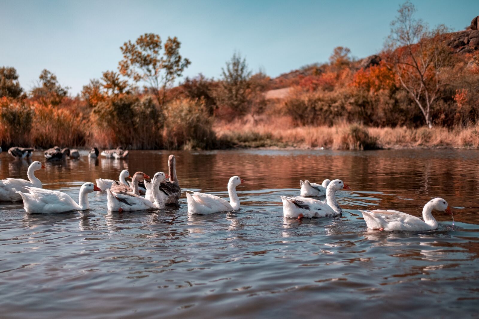 Fujifilm X-T20 sample photo. Nature, lake, geese photography
