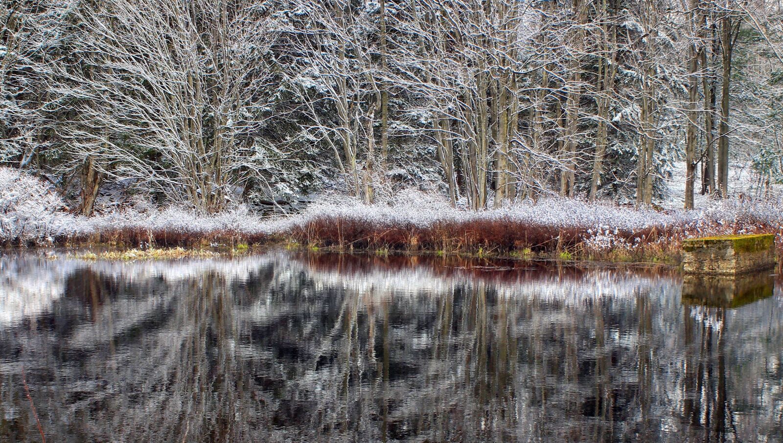 Canon EOS 600D (Rebel EOS T3i / EOS Kiss X5) sample photo. Tree, water, winter, wood photography