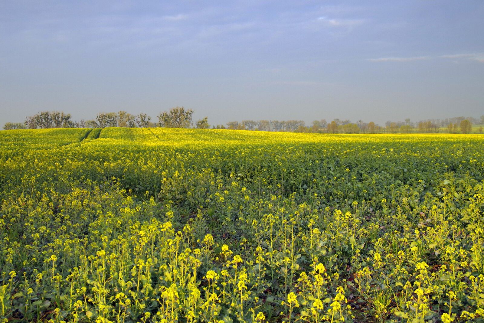 Pentax K-S2 sample photo. Rapeseed, field, agriculture photography