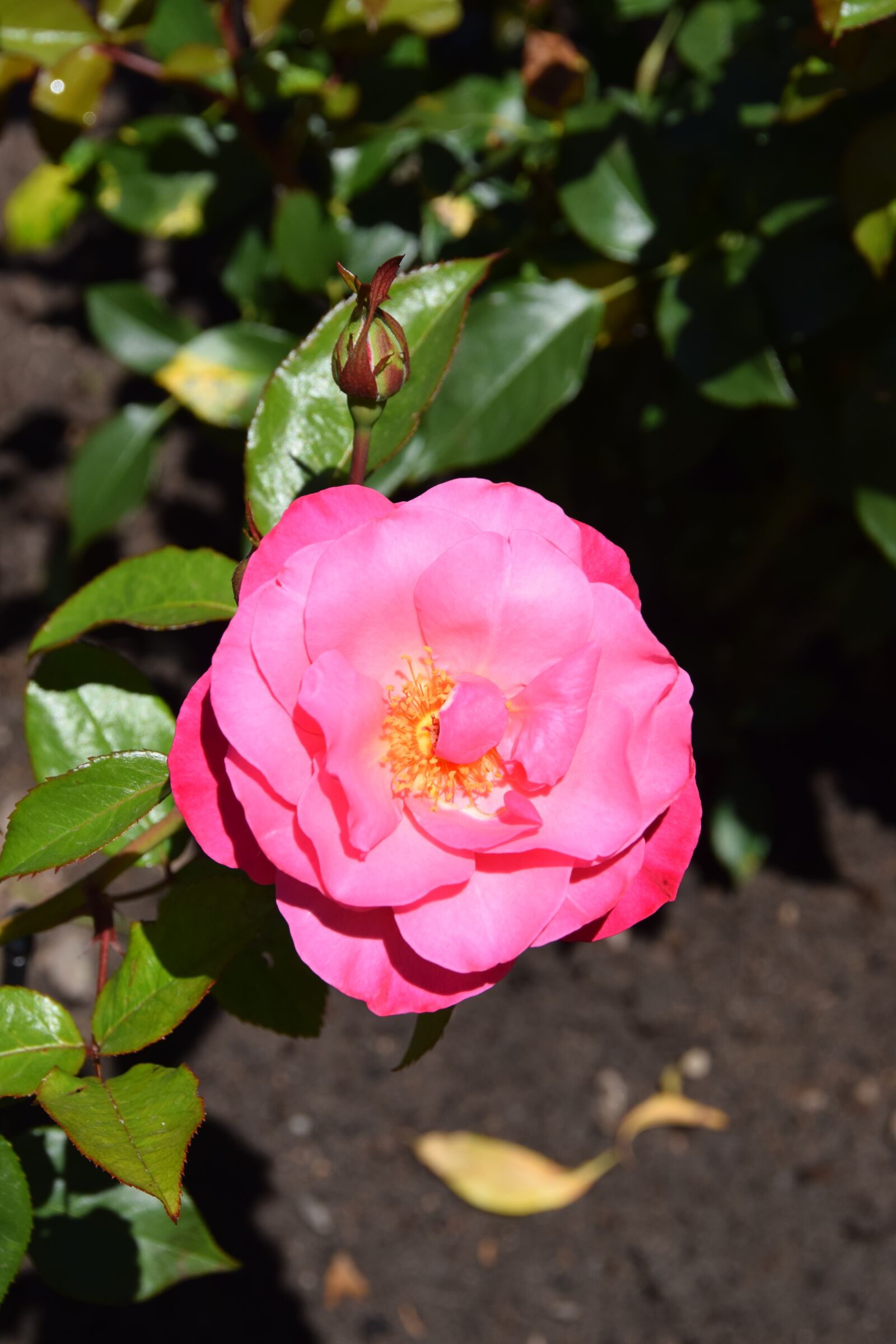 Nikon D5300 sample photo. Flower, pink, nature photography