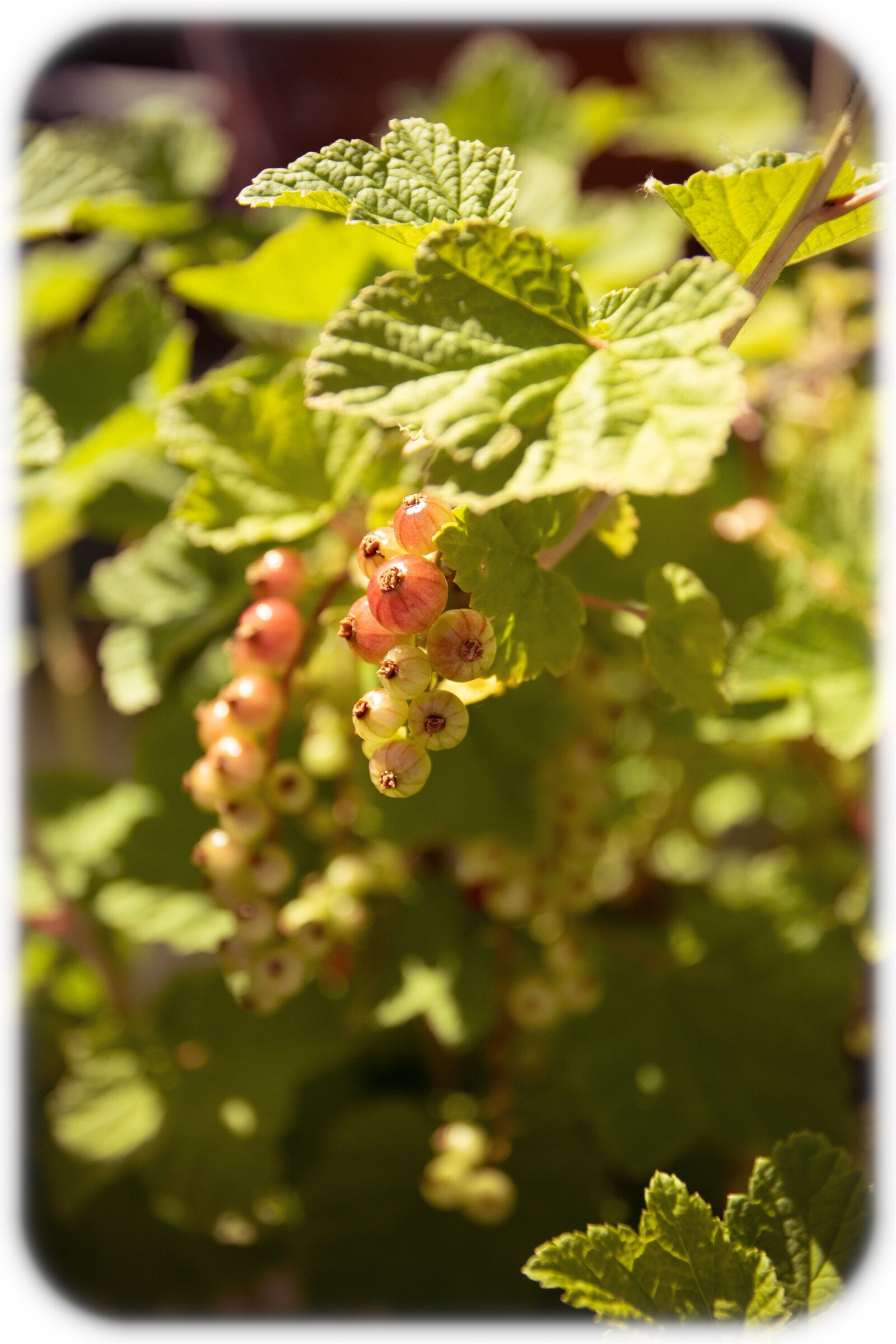 Nikon D7500 sample photo. Currant, fruit, garden photography