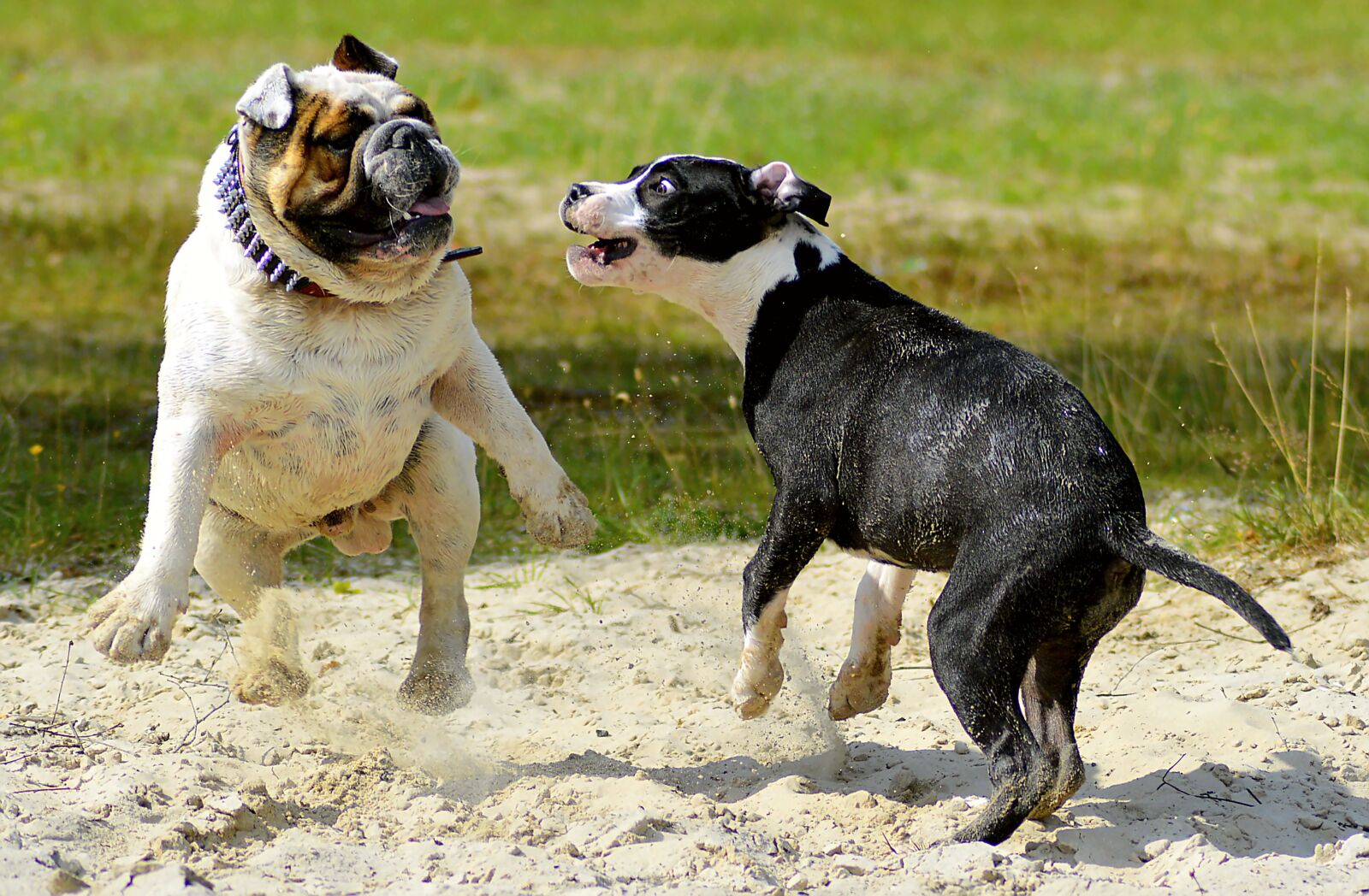 Nikon D3200 sample photo. Dogs, pets, young dog photography