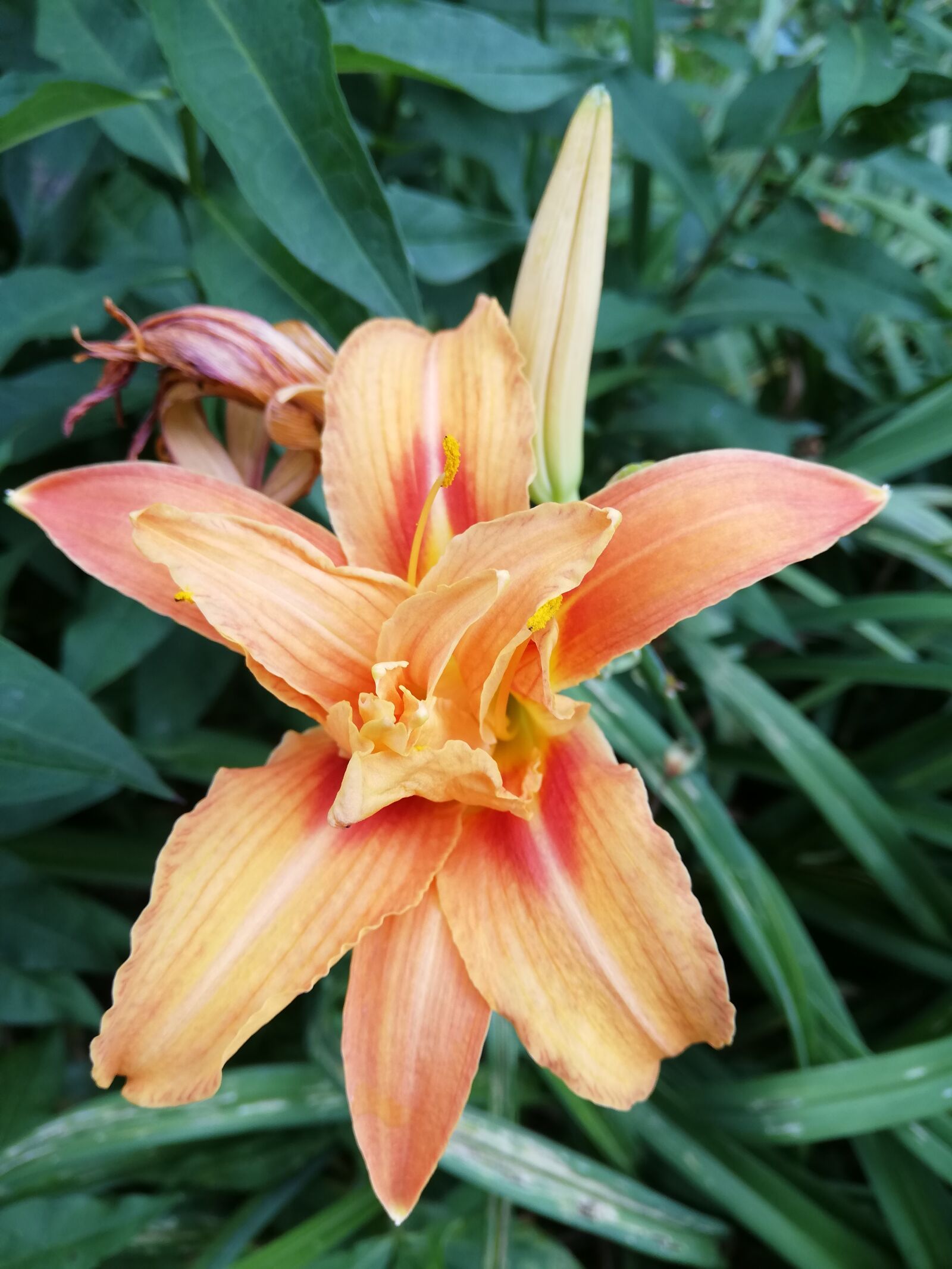 HUAWEI ANE-LX1 sample photo. Flower, orange, summer photography
