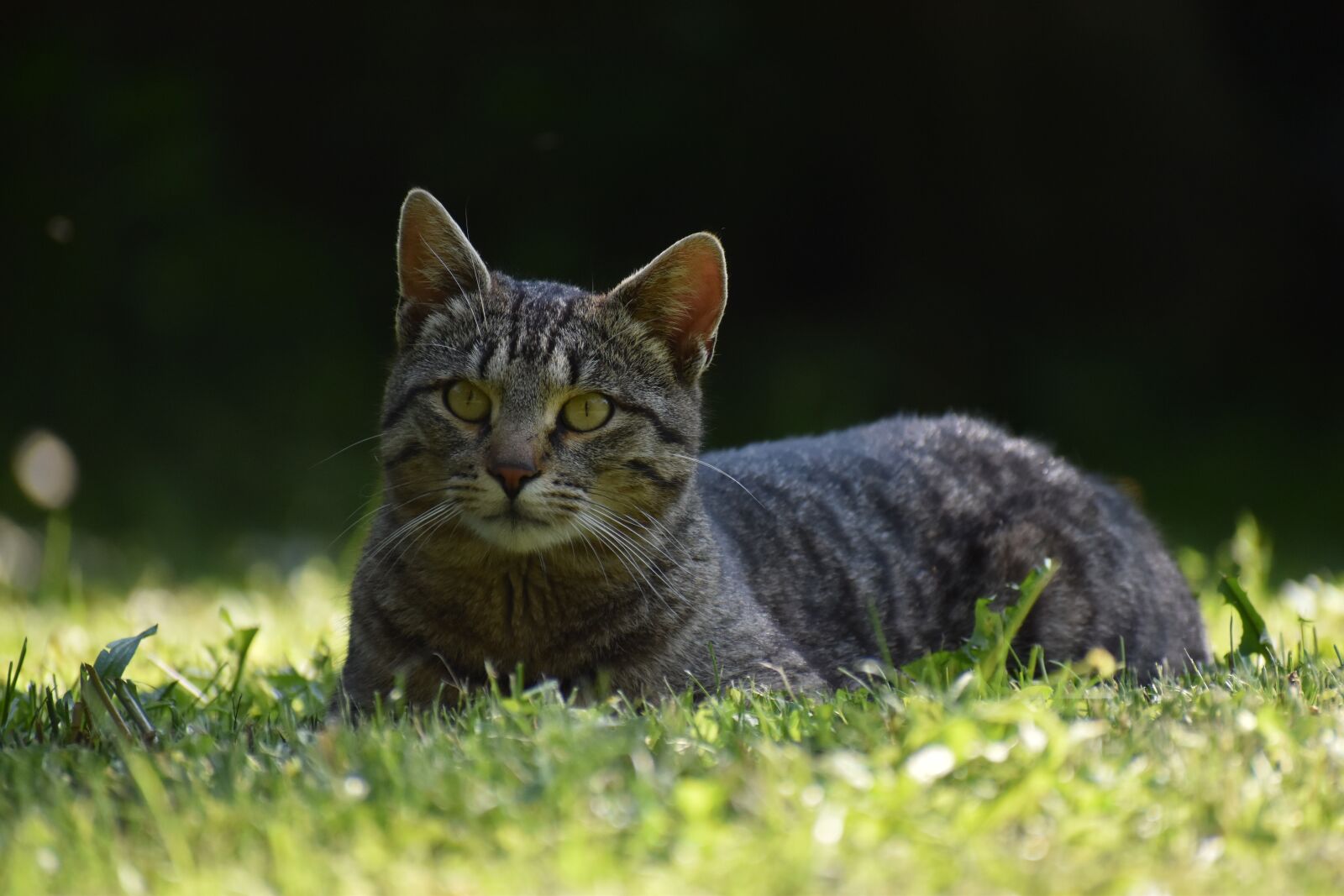 Nikon D5600 sample photo. Cat, kitten, portrait photography