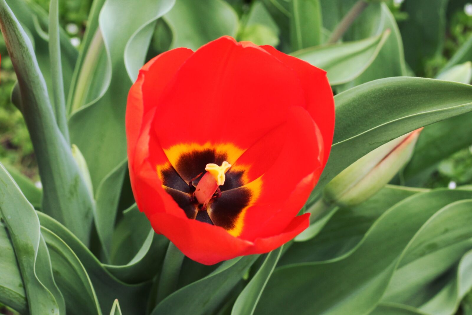 Canon EOS 5D Mark II sample photo. Nature, tulip, flower photography