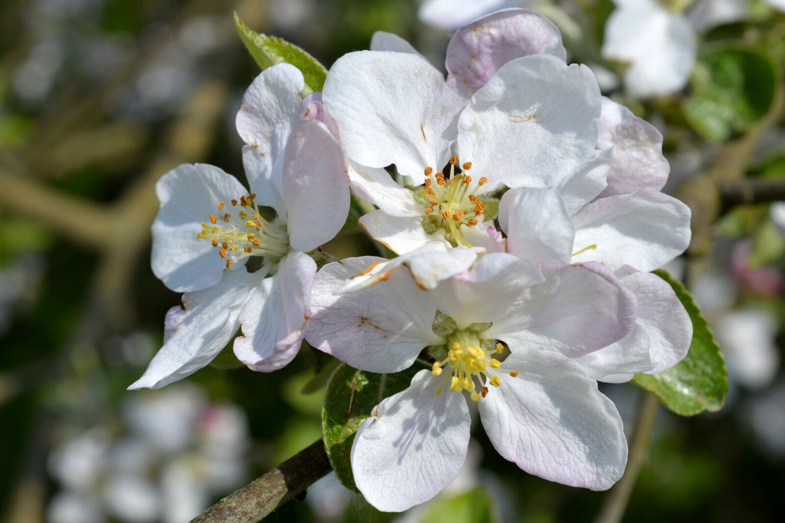 Nikon D7100 sample photo. Spring blossom, apple tree photography