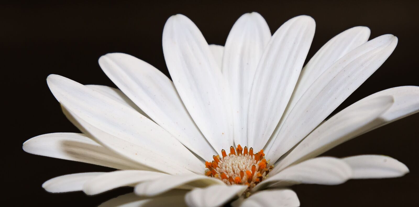Canon EOS 50D + Canon EF 24-105mm F4L IS USM sample photo. Gazanie, white, blossom photography