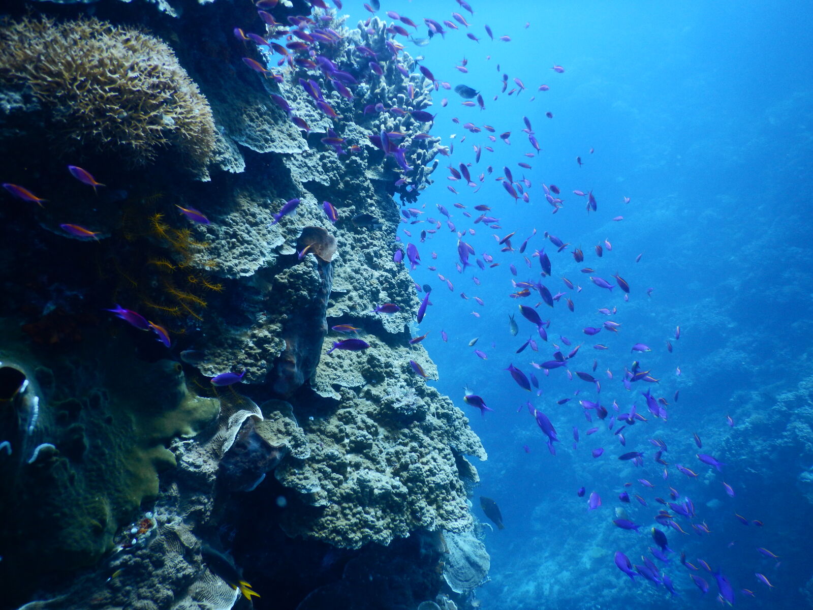 Nikon Coolpix AW130 sample photo. Animals, coral, sea photography