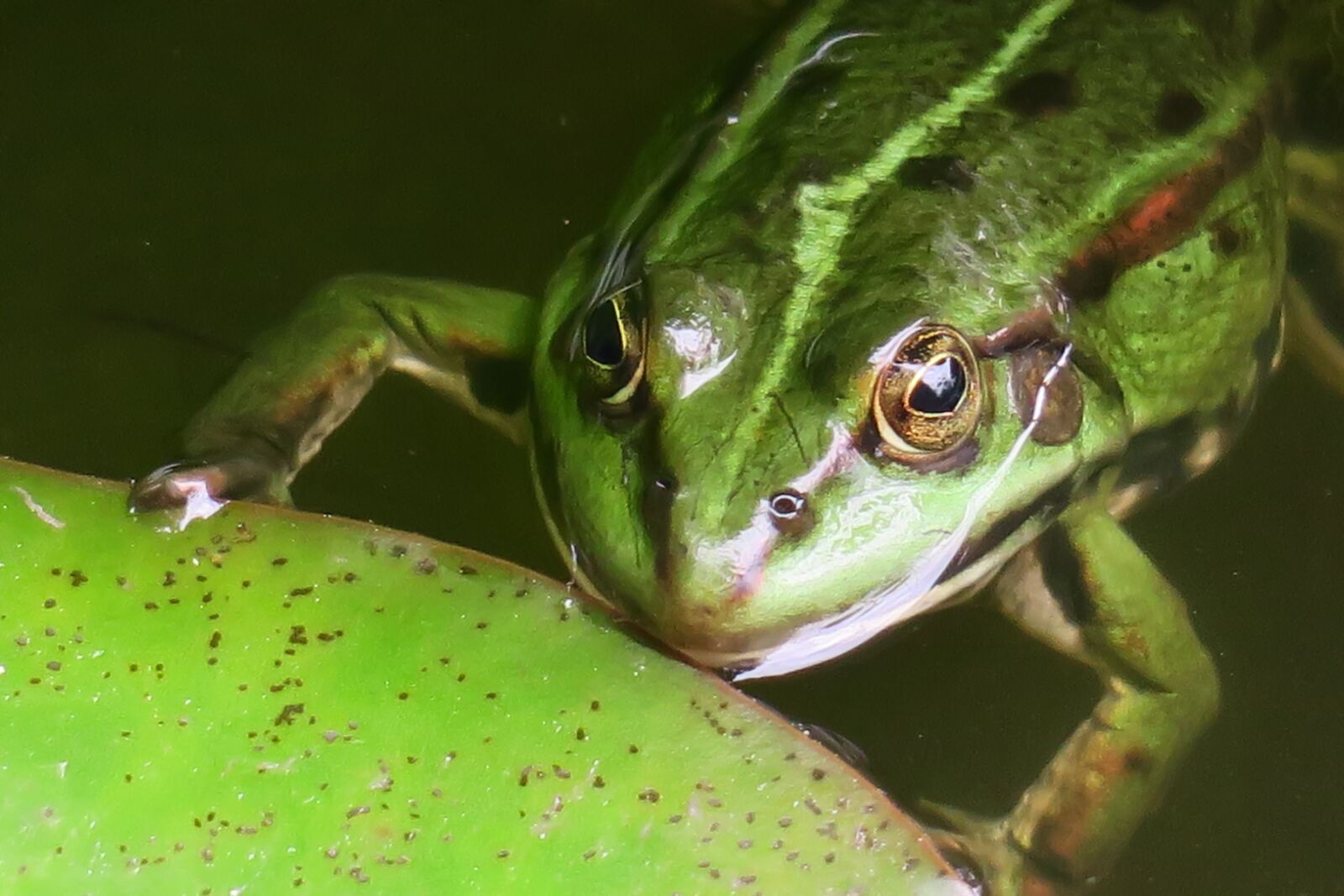 Canon PowerShot G3 X sample photo. Frog, watch, hold tight photography