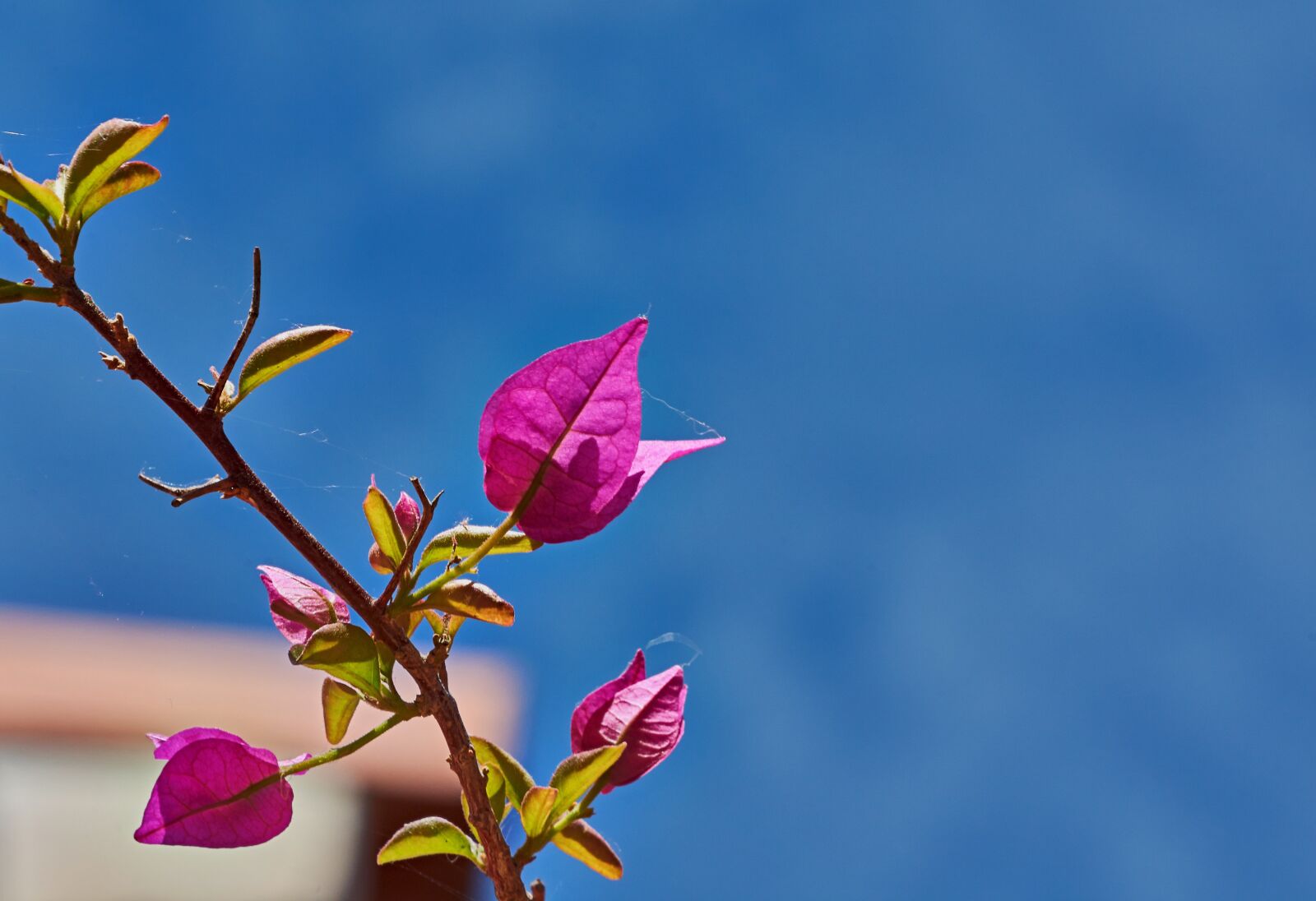 Nikon D7200 sample photo. Bougainvillea, red, bougainville photography